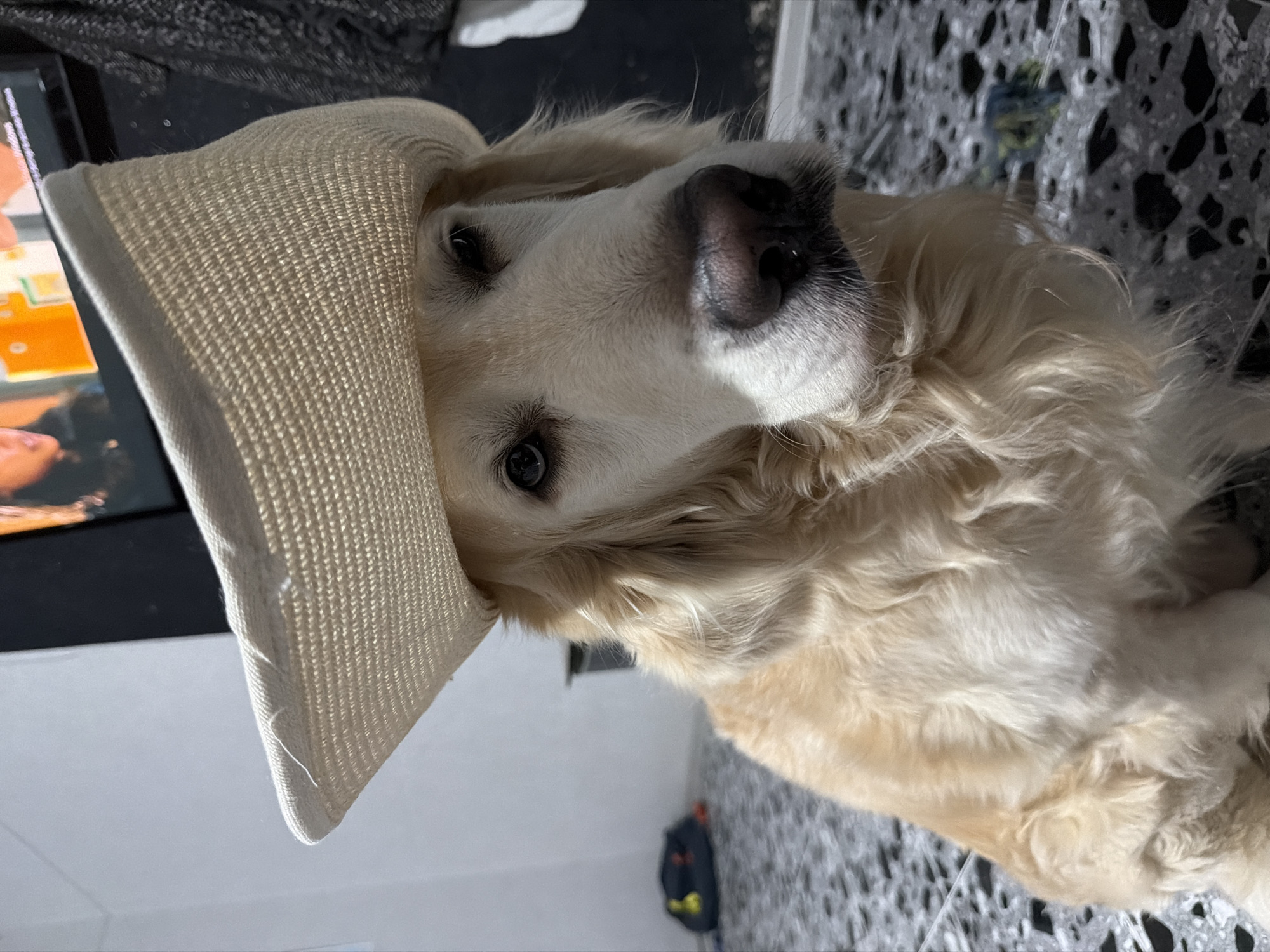 A cream-colored Golden Retriever dog is the central subject of this close-up image. Its head is tilted, and it gazes directly at the viewer with soft, dark eyes and a moist, black nose. The dog wears a light beige, woven straw hat, which rests playfully on its head, covering part of its left ear and adding a charming, whimsical touch. The hat exhibits a distinct, finely woven texture.
In the blurred background to the left, a dark-framed screen, possibly a television or tablet, displays vivid orange and yellow shapes, along with an indistinct view of a person's hand or arm. The floor beneath the dog features a mottled pattern of black and grey, suggesting modern tiles or a textured rug. Further into the background, other blurry dark and patterned elements indicate an indoor setting.
The image captures a lighthearted moment, with the dog appearing calm and endearing in its unusual headwear. The lighting is soft and even, highlighting the dog's fluffy fur and the detail of the hat. The scene is clearly set indoors, likely within a home environment, in Tbilisi, Georgia. No legible text is visible within the frame.