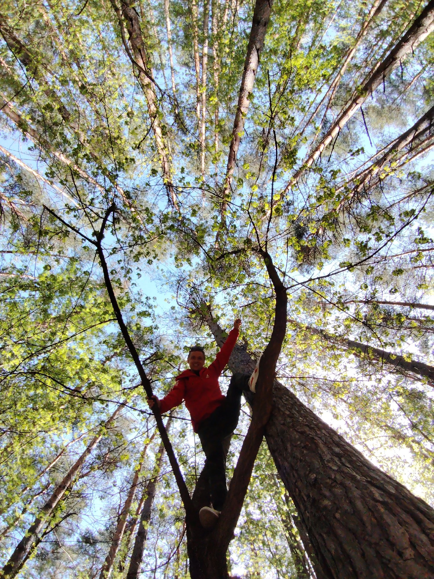 A low-angle, wide-angle photograph shows a person standing in a tree in what appears to be a forest in Chaikovsky, Russia. The person is wearing a red jacket, dark pants, and white shoes and is positioned in the lower center of the frame. The tree branches extend outwards and upwards, obscuring the sky and creating a canopy effect. The trunks of numerous trees fill the scene, giving a sense of depth and height. The lighting appears to be bright, suggesting a daytime setting.