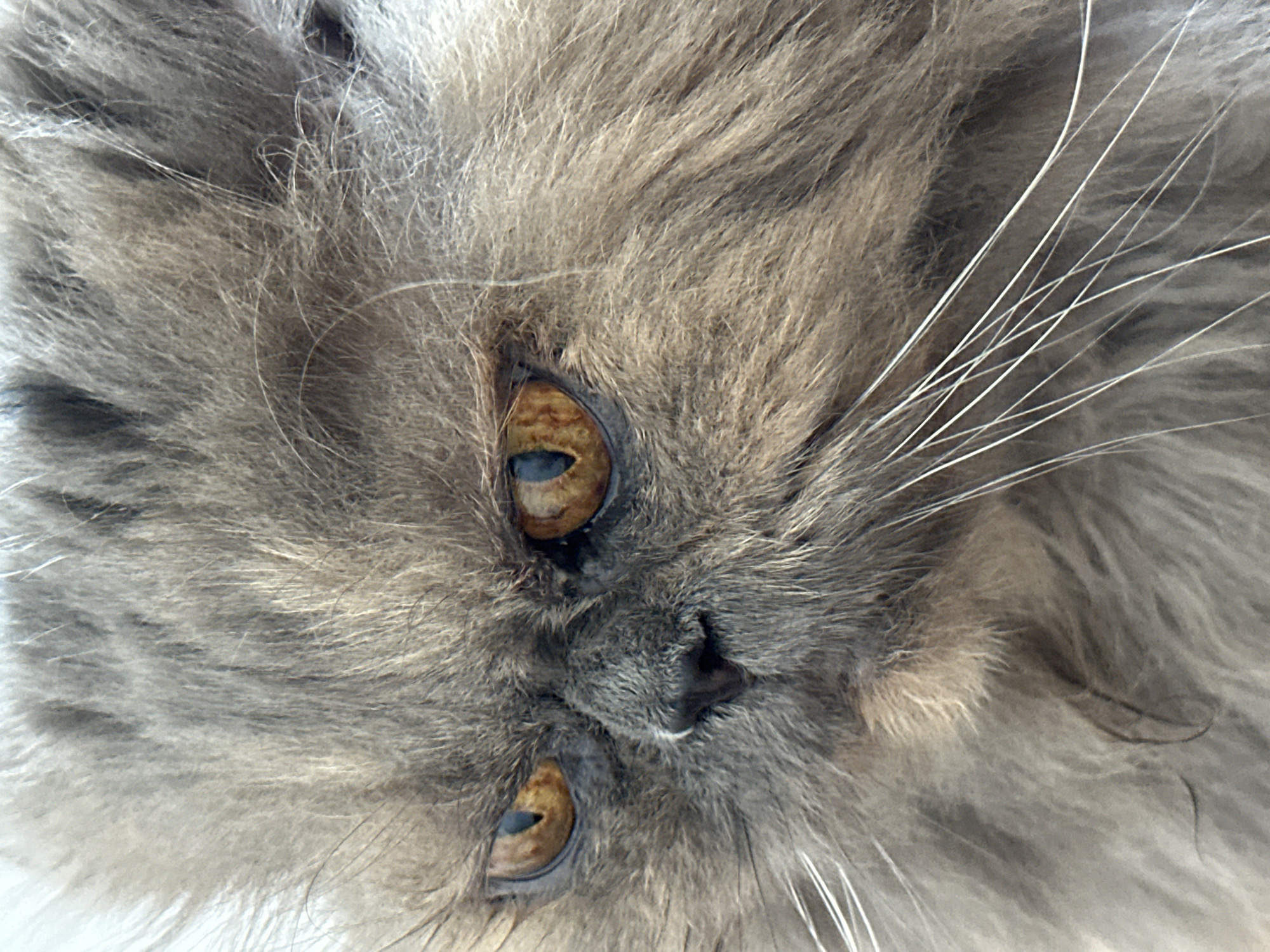 The image is a close-up, eye-level, portrait of a gray Persian cat. The cat's fur is long and fluffy, with shades of gray and some lighter brown or tan tones visible. Its eyes are amber-colored with dark pupils. The cat's nose is black and slightly wet-looking, with some white hairs around it. Its whiskers are long and white, fanning out from its face. The background is blurred and appears to be a light, neutral color, possibly indicating an indoor setting. There are no people or other animals visible in the image. The image does not provide any information about the location in the city of Chaikovsky, Russia, or any specific environmental details.