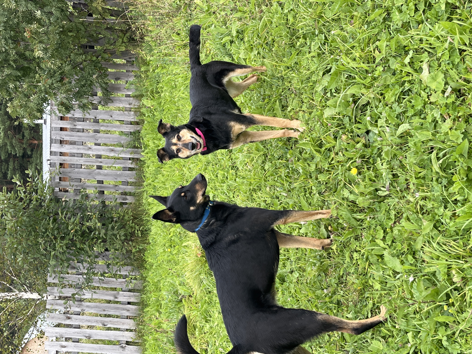 Two dogs stand in a grassy yard. The dog on the left is black with tan legs and a black tail. It wears a blue collar. The dog on the right is also black with tan legs and a black tail. It wears a pink collar and its mouth is open as if smiling. A wooden fence made of vertical planks is visible behind the dogs. Trees and foliage are also present in the background, with a hint of a building structure through the trees. The setting appears to be a rural or suburban area.