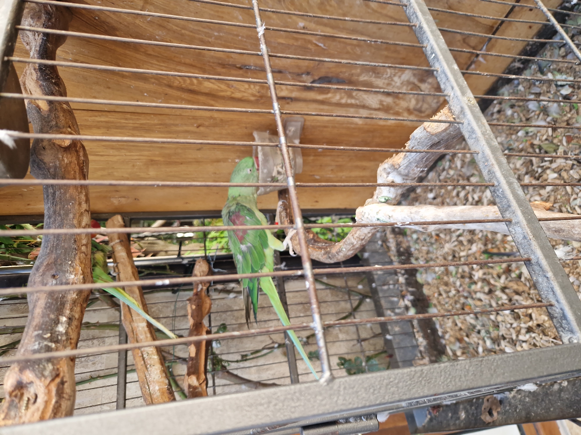 In Pomorie, Bulgaria, a medium-sized green parrot is visible inside a metal cage. The parrot, with red markings on its neck and wings and a long green tail, is perched on a wooden branch and appears to be eating from a small clear plastic food dispenser. The cage has vertical metal bars and contains several natural wooden perches and a floor covered with debris. The background consists of a textured wall and some greenery, suggesting an outdoor setting or a location with access to natural light.