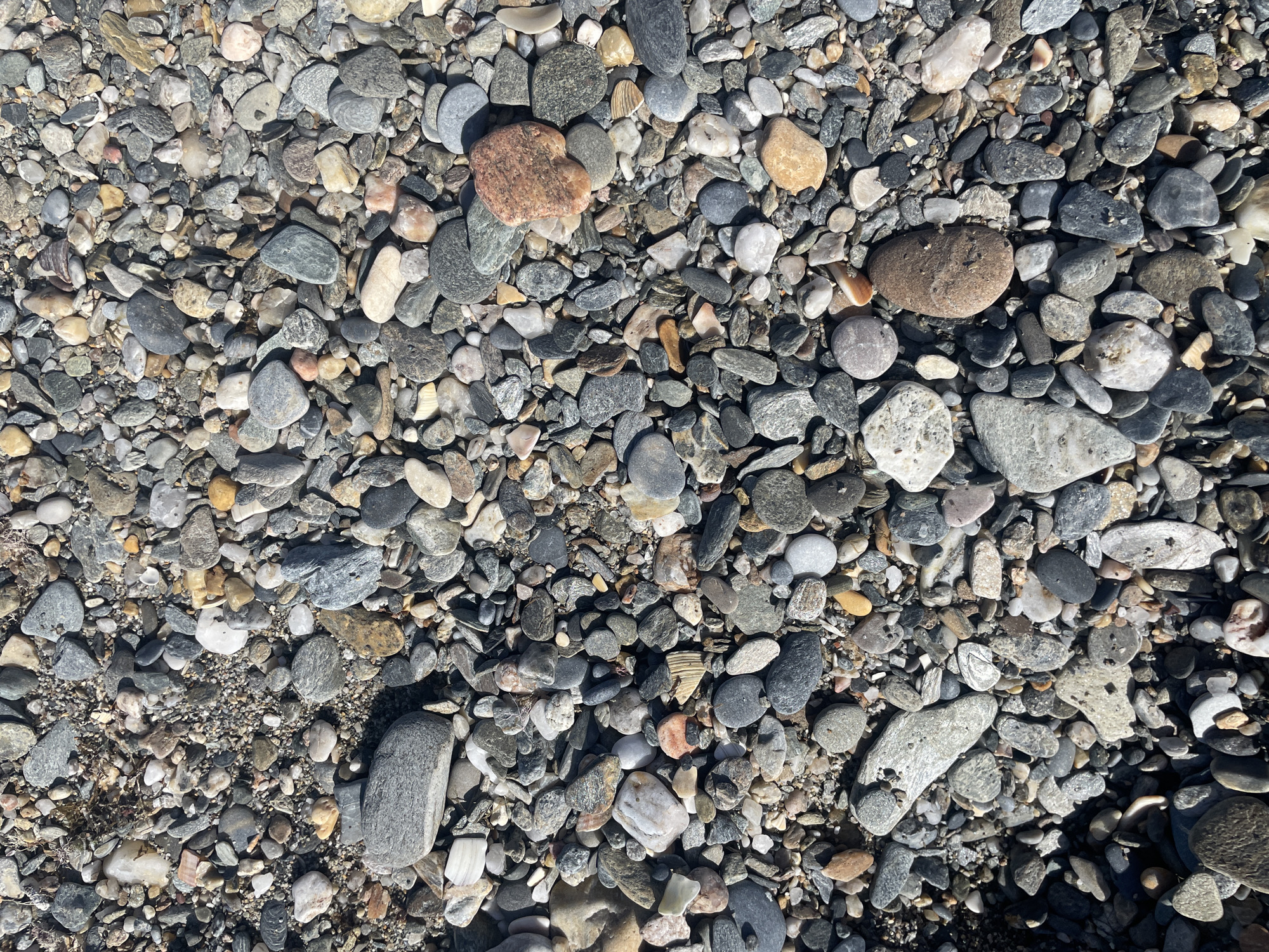 The image is a high-angle, full-frame, static shot of a dense, diverse collection of small to medium-sized pebbles and gravel. The stones vary in color, shape, and texture, with hues of gray, brown, white, black, and some reddish-orange. Some stones are smooth and rounded, while others are angular and rough. A few white, shell-like fragments are interspersed within the gravel. The overall environment appears to be a natural ground surface, likely a beach or a riverbed. There are no people, animals, or man-made objects clearly visible. The lighting suggests an outdoor setting with sunlight casting shadows, indicating it is daytime. The scene is a close-up, detailed view of the ground's composition.