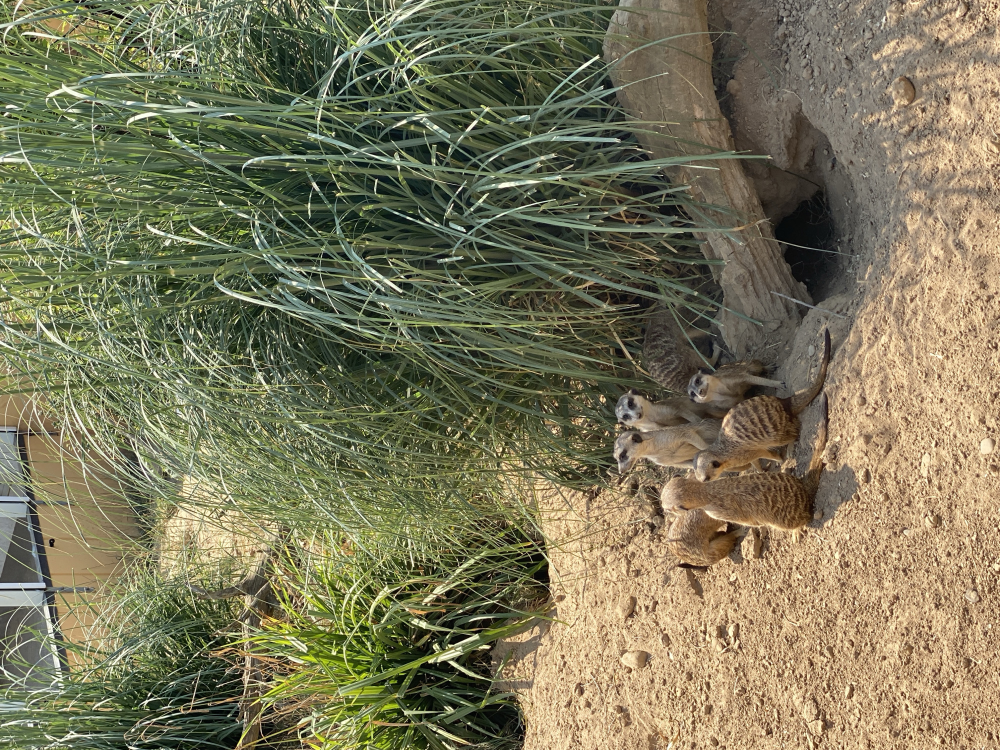 The image depicts a group of meerkats in an outdoor enclosure. The meerkats are small, slender mammals with distinctive striped fur. They are gathered on sandy ground, with tall, green grasses and a large fallen log forming the background. Some of the meerkats are standing upright, appearing to be on lookout, while others are sitting or lying down. The environment appears to be a zoo or wildlife park, likely designed to mimic their natural habitat. The lighting suggests it is daytime, with sunlight casting shadows on the ground. There are no people visible in the image. This scene is located in the Zoo Neuwied, Neuwied, Germany.