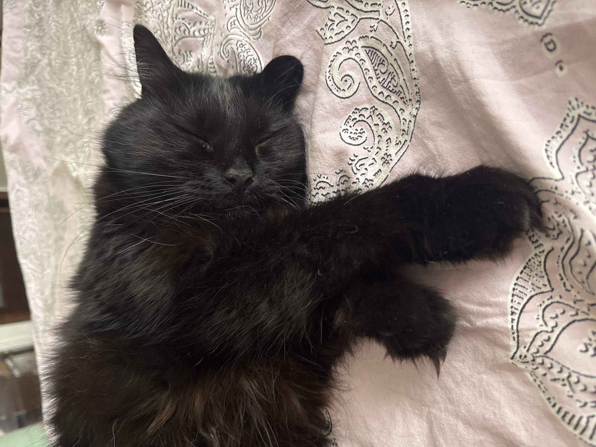 A black cat sleeps on a pink, paisley-patterned bedspread. The cat is lying on its side with its eyes closed and paws tucked in. Its fur is long and fluffy, and it has white whiskers. The bedspread has a repetitive pattern of intricate paisleys and floral designs in white and black. The lighting is soft and diffused, suggesting an indoor setting. The scene appears peaceful and domestic. The location in Odesa, Ukraine, is not discernible from the image.