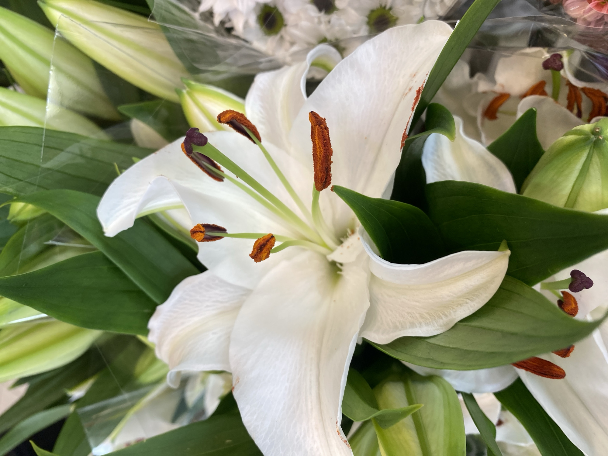 This is a close-up, eye-level, indoor shot of a bouquet of white lilies, with some buds visible. The focus is on the details of a fully bloomed lily in the foreground, showcasing its white petals, prominent orange stamens with brown anthers, and green pistil. The background is a blur of more lilies, buds, green leaves, and clear plastic wrapping, suggesting they are arranged for sale or as a gift. There are no people, actions, or interactions depicted. The image does not contain any elements that would place it in the city of Herning, Denmark.