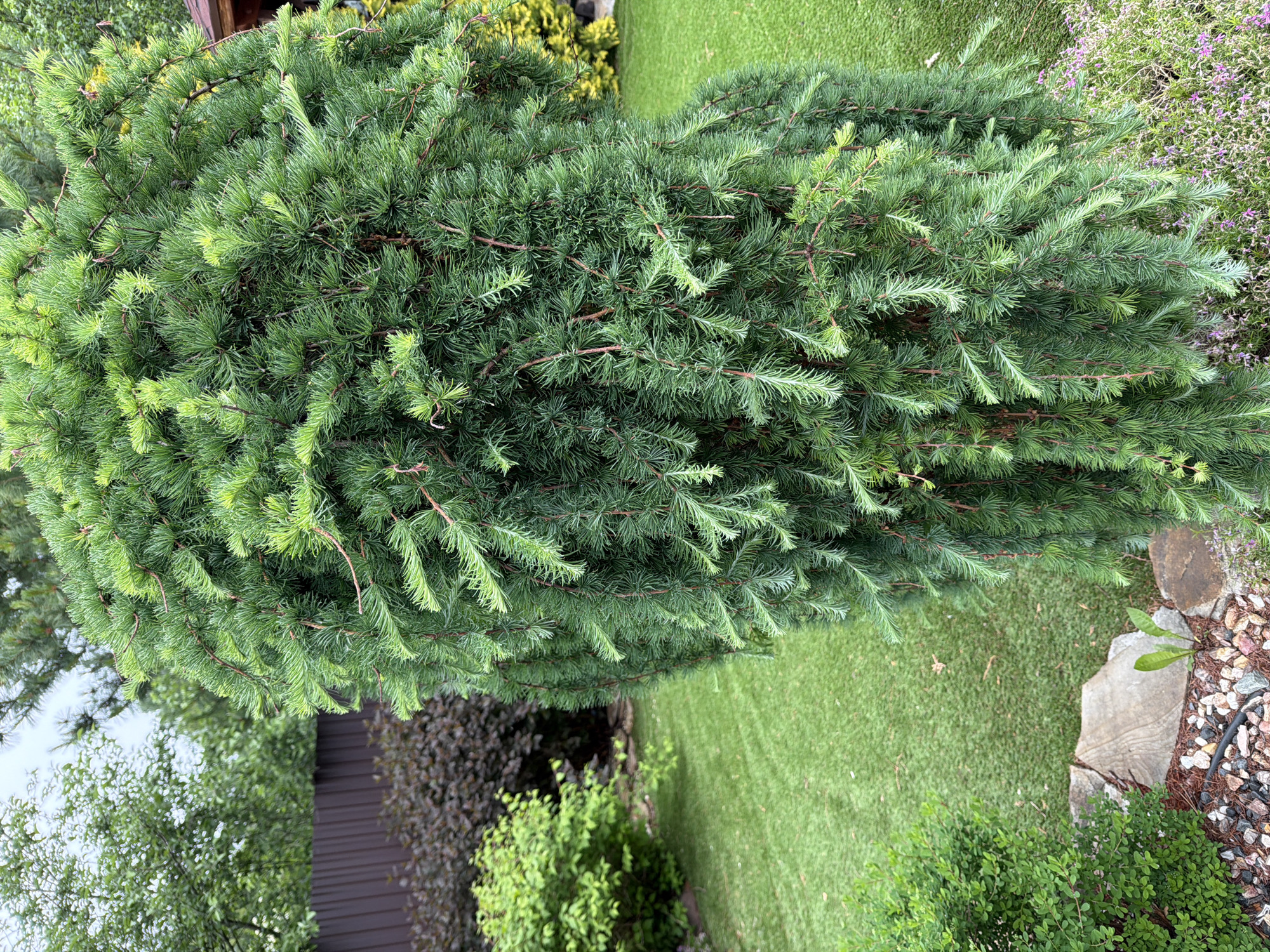 The image, originally rotated ninety degrees to the left, presents a vibrant outdoor garden scene centered on a large, densely foliated evergreen conifer. This bushy plant, possibly a dwarf pine or spruce, displays a range of green hues, from light, fresh growth at the tips of its needles to darker, more mature foliage deeper within the plant. Its branches are visible, creating a textured and full appearance.
To the right of the prominent conifer, a neatly maintained green lawn stretches into the background. Further right, a garden border is visible, composed of natural-toned rocks, light-colored gravel, and small green plants interspersed with delicate purple flowers, possibly groundcover. In the background, behind the main conifer, are various other plants including a darker green shrub and a bush with reddish-brown leaves. A portion of a dark wooden structure, possibly a fence or building, is also visible. The far left background includes trees and a bright, possibly overcast sky.
The scene is bathed in natural daylight, indicating it is daytime. There are no people or specific activities occurring in the static landscape. No text is visible. The well-kept vegetation and garden elements suggest a cultivated garden or park setting in a temperate zone, consistent with the specified location of Chaikovsky, Russia.