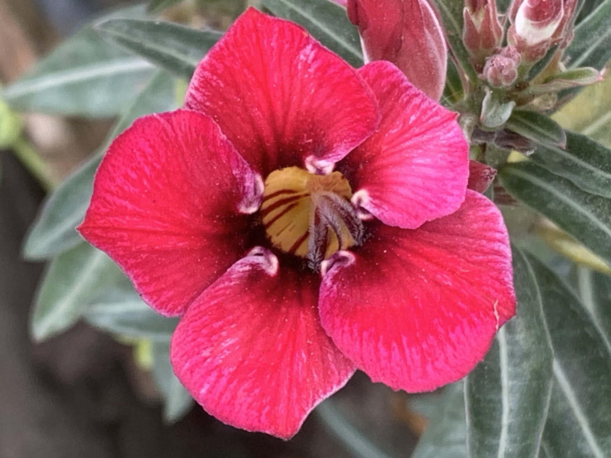 A close-up, eye-level shot captures a vibrant, pink desert rose flower in full bloom, set against a soft-focus background of green leaves and a dark, earthy tone. The flower, with its five distinct petals, displays a gradient of pink, deepening to a rich magenta towards the edges and fading to a bright yellow and red center. Delicate, dark stamens are visible within the flower's throat, dusted with pollen. The petals exhibit a slightly velvety texture with subtle, darker pink veining. The surrounding leaves are elongated and pointed, a muted green with a slightly fuzzy appearance. Below the bloom, several small, unopened buds are visible, some showing hints of pink and white. The scene suggests an outdoor setting, potentially a garden or nursery, in Ban San Ton Kok, Thailand, given the climate-appropriate flora. There are no people or animals present in the image. The lighting appears natural, highlighting the flower's intricate details and saturated colors.