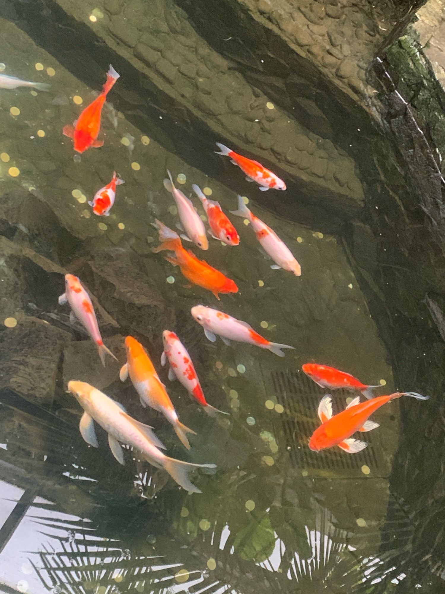 The image depicts a close-up, top-down view of a koi pond filled with several koi fish of various sizes and colors, predominantly orange, white, and a combination of both. The water is clear enough to see the bottom of the pond, which appears to be rocky and has numerous scattered golden coins. Reflections of greenery and possibly a building are visible on the water's surface. The fish are actively swimming in different directions, some alone, others in small groups. There are no people visible in the image. The scene is a naturalistic pond environment, likely an ornamental feature. The location is described as a pond in the city of Lviv, Ukraine.