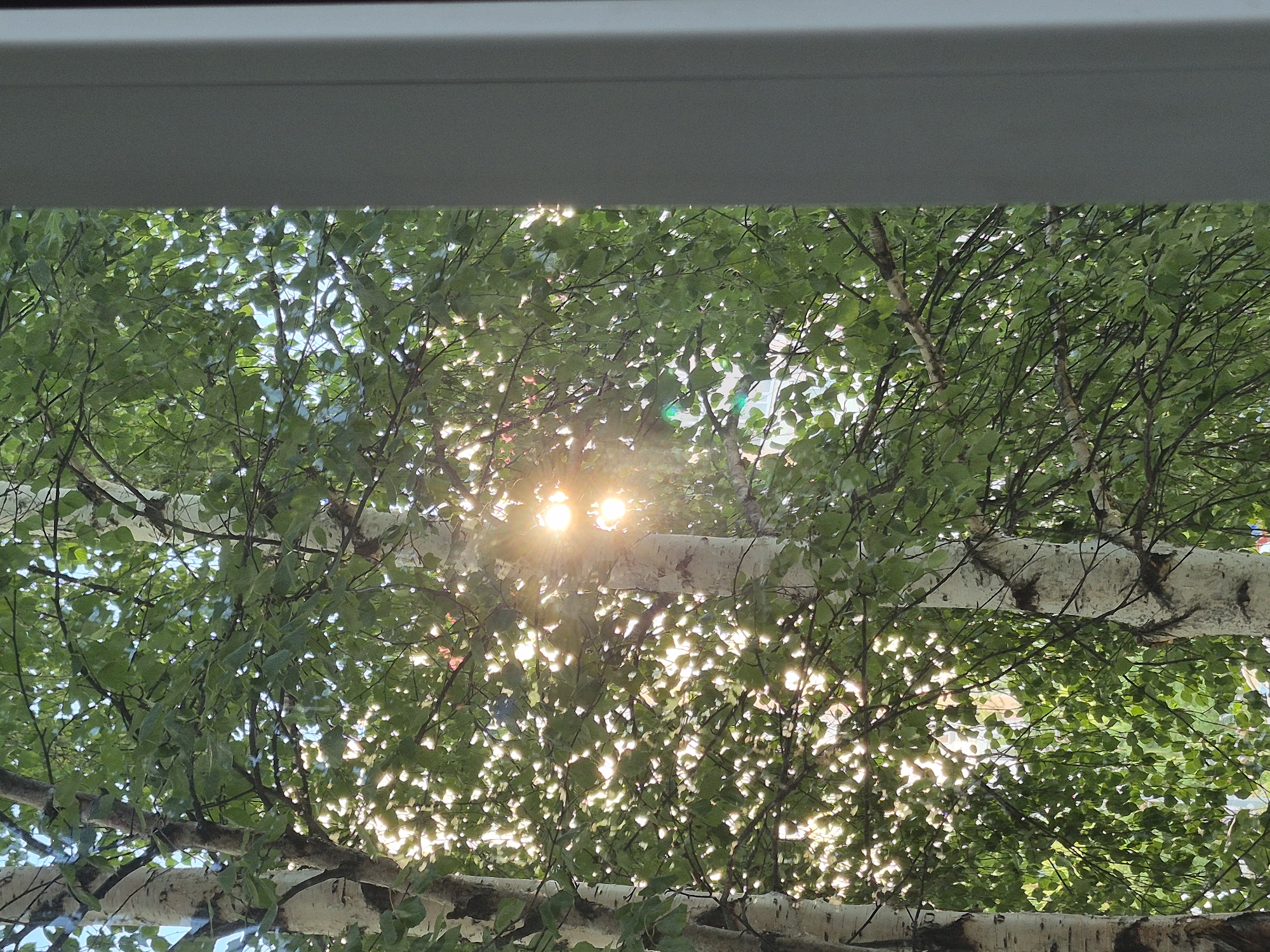 The image depicts a view through a window frame, looking out at a dense canopy of green birch trees. Sunlight filters through the leaves, creating a dappled effect and lens flares. The bark of the birch trees is white with dark markings. A light gray window frame is visible on the right side of the image. The scene appears to be outdoors in a natural setting, with no people or specific urban features clearly identifiable, although the presence of a window suggests an inhabited area within the city of Nyagan, Russia.