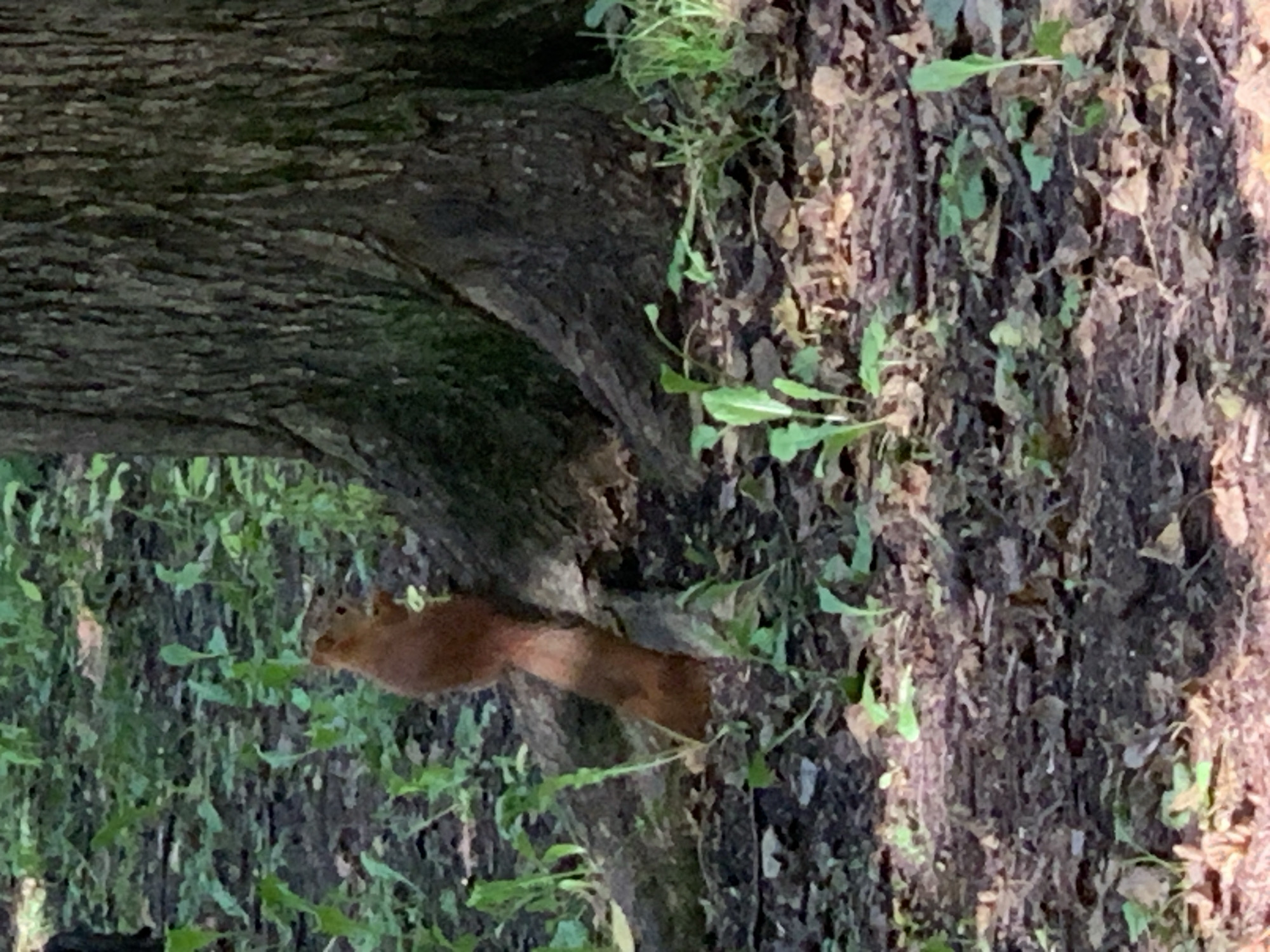 A squirrel with reddish-brown fur is standing on its hind legs near the base of a large tree trunk in a wooded area. The squirrel is holding a small green leaf in its paws and appears to be eating it. The ground around the tree is covered with fallen leaves and small green plants. The scene is dimly lit, suggesting it is outdoors during the daytime. There is no indication of the specific location within Prokopyevsk, Russia.