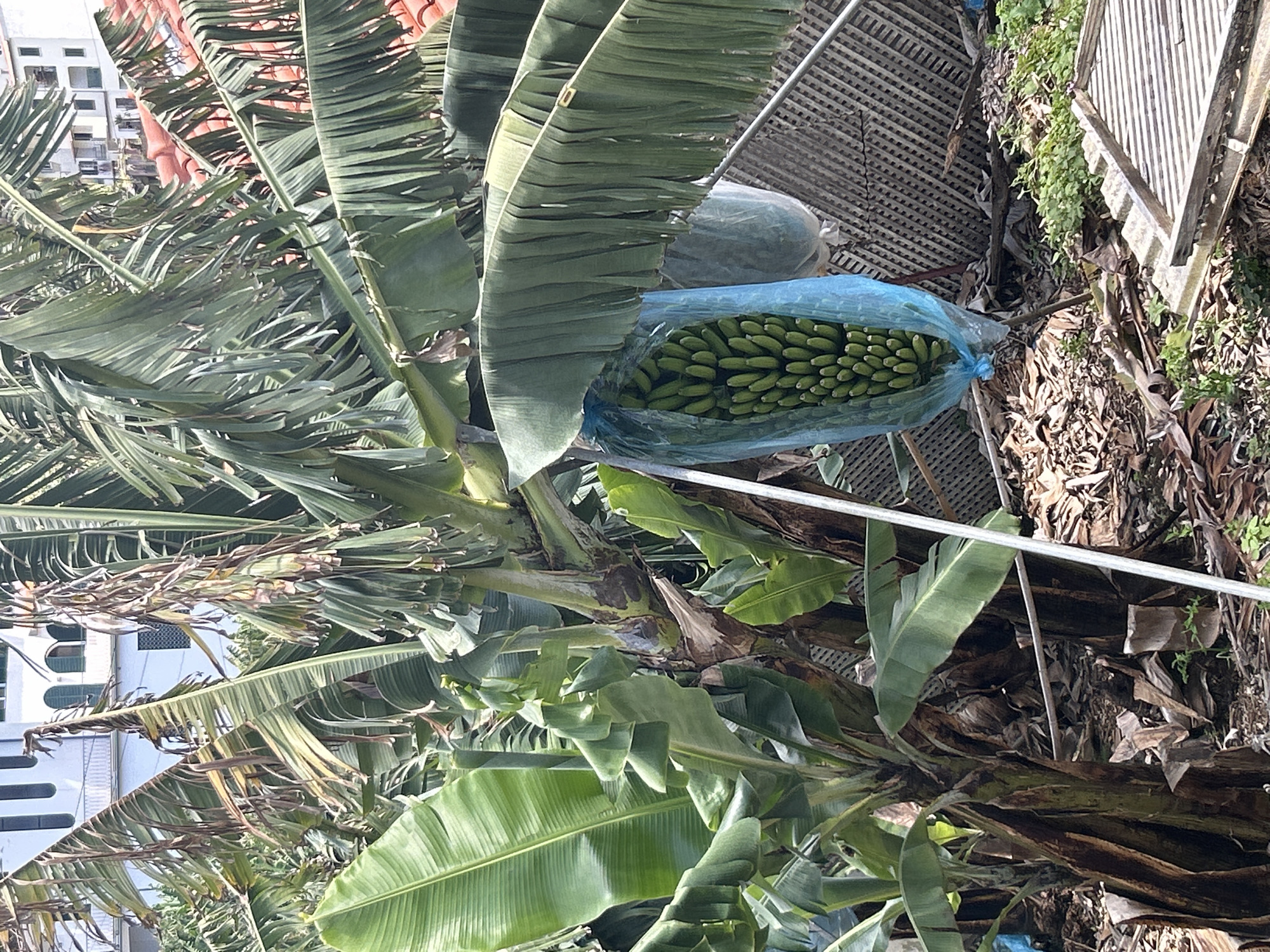 The image shows a banana tree growing in Câmara de Lobos, Portugal. A bunch of green bananas is wrapped in a blue plastic bag on the tree. The tree has large green leaves and a thick brown trunk. A building is visible in the background.