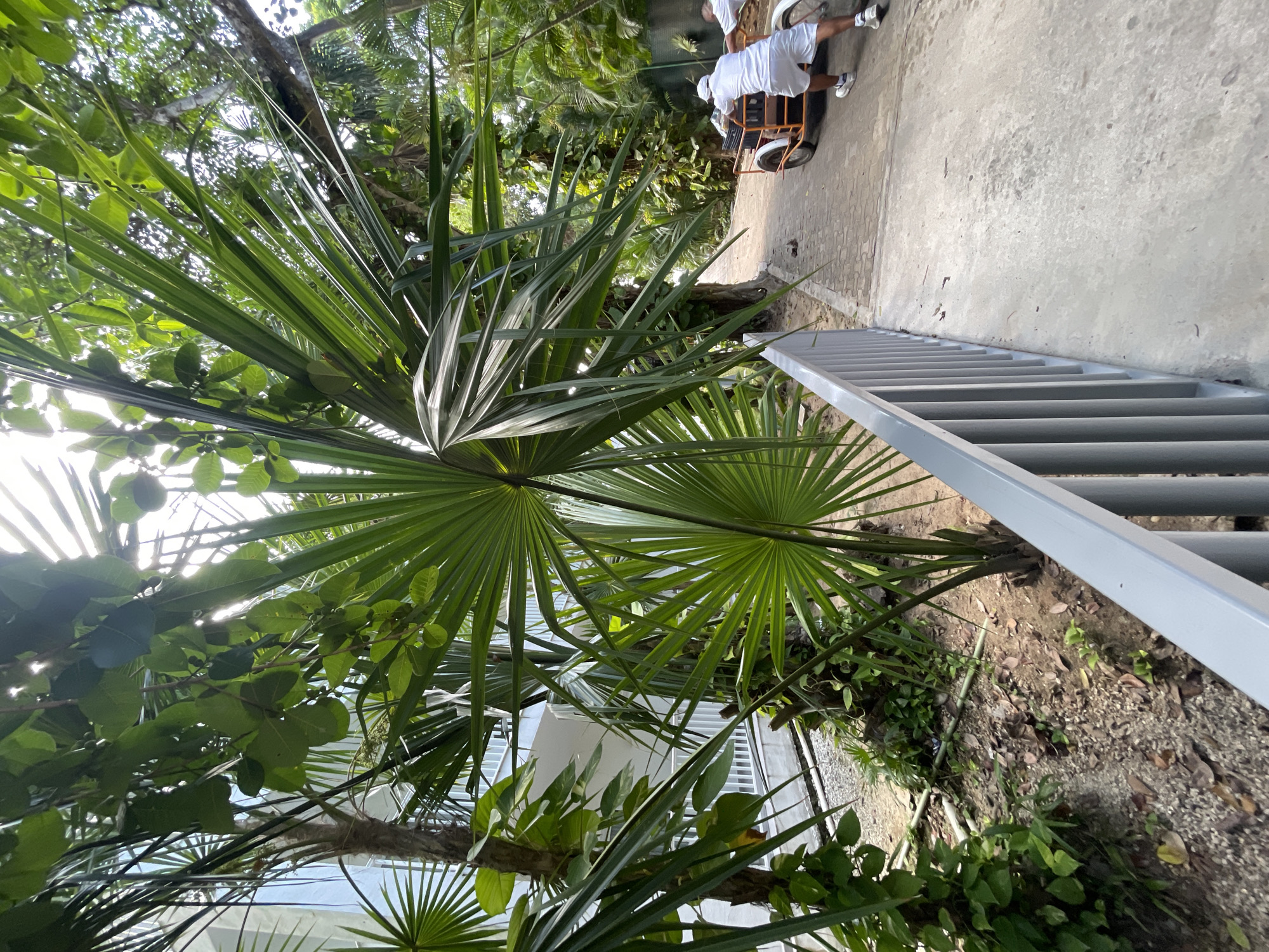 In Playa del Carmen, Mexico, the image captures a street-level scene. Two individuals in white clothing are positioned along a concrete pathway. One person is attending to a small cart, potentially interacting with it. The environment features vibrant tropical vegetation, including palm trees and various leafy plants. A gray metal ladder or railing is positioned nearby. The perspective is from ground level, looking upwards towards the foliage and individuals on the path.