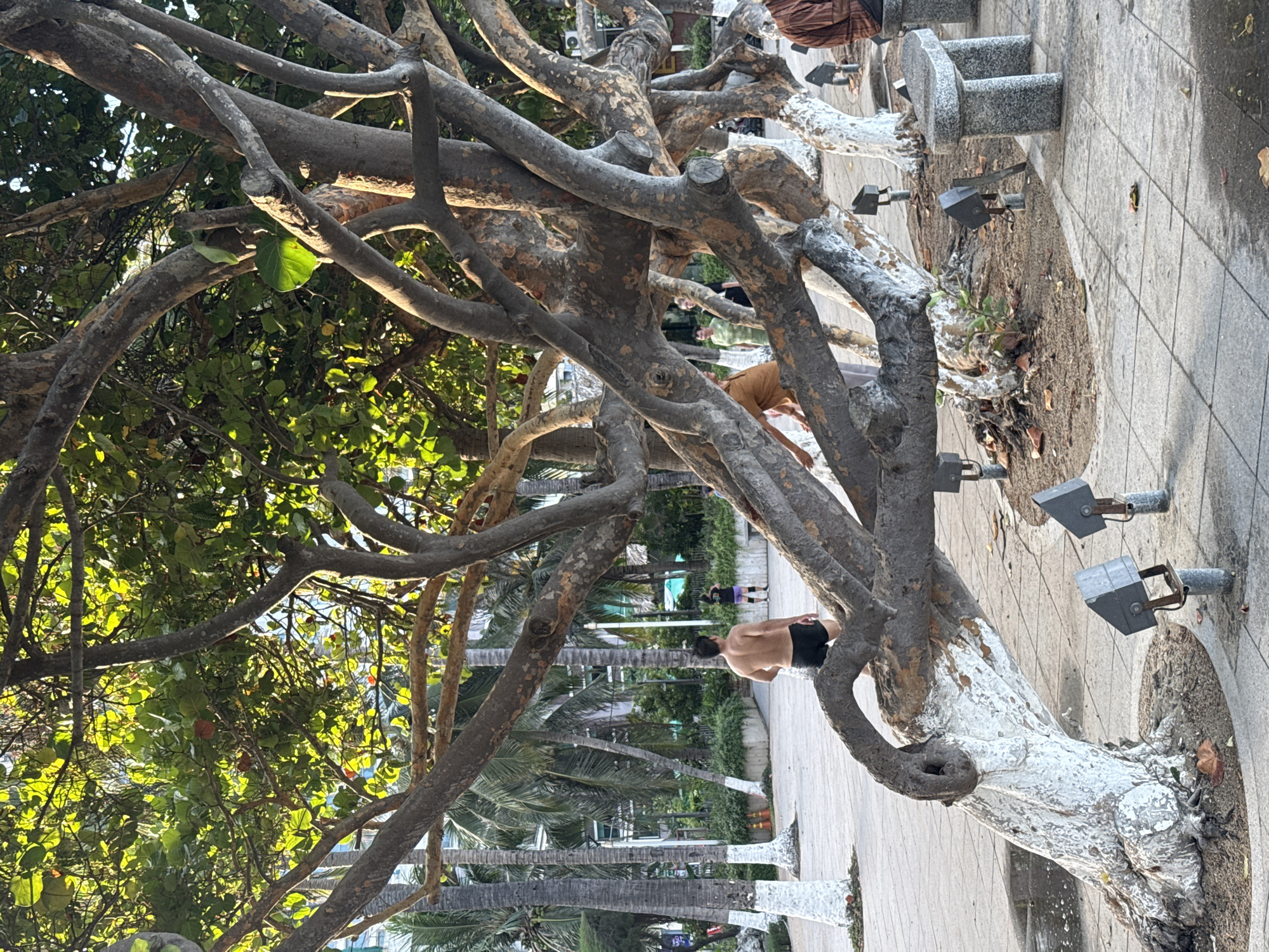 The image depicts a street scene in Nha Trang, Vietnam, characterized by lush greenery and urban elements. The foreground is dominated by the gnarled branches of a large tree, with some of its trunk painted white. Sunlight filters through the leaves, creating a dappled effect.
In the midground, several people are visible. A shirtless man wearing black shorts is the most prominent, facing away from the camera and walking on a paved pathway. Further in the background, another person in athletic wear is seen standing. Palm trees line the pathway, suggesting a tropical or subtropical setting, consistent with Nha Trang.
The scene appears to be outdoors, likely a public space like a park or promenade, given the presence of benches and lighting fixtures along the path. The lighting suggests it is daytime, possibly late afternoon due to the warm quality of the light. There is no visible text in the image. The overall atmosphere is relaxed and casual.