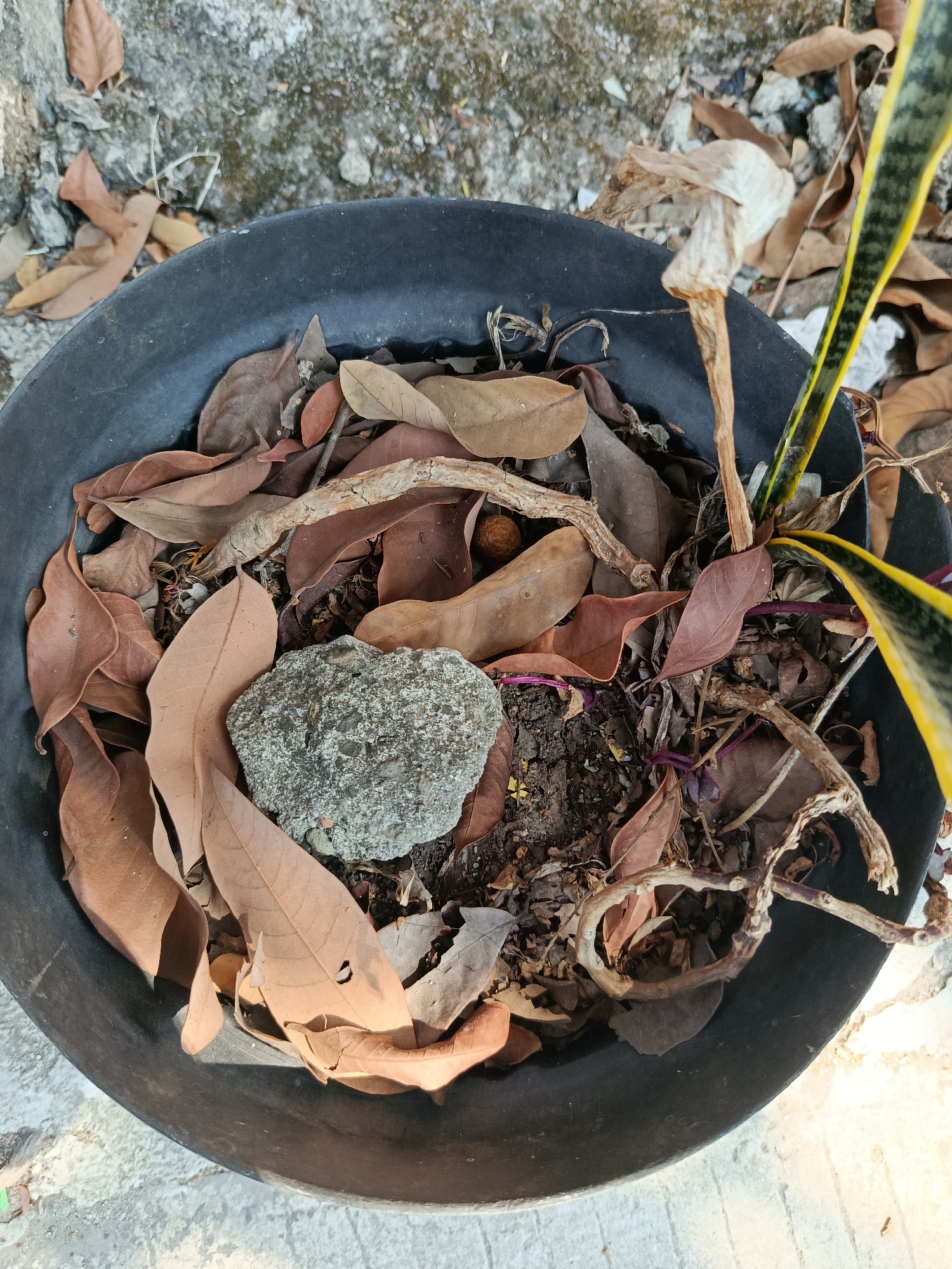 A close-up, overhead view shows a black plastic planter filled with dry, brown leaves and some dead plant matter. A single grey rock rests on top of the leaves. A small portion of a snake plant with green and yellow striped leaves is visible in the upper right corner of the planter. The planter sits on a rough, grey surface, possibly concrete or gravel, with scattered dried leaves and debris around it. The scene appears to be outdoors, in a residential or garden area, likely in Wanasari, Indonesia, given the context. There are no people or animals present.