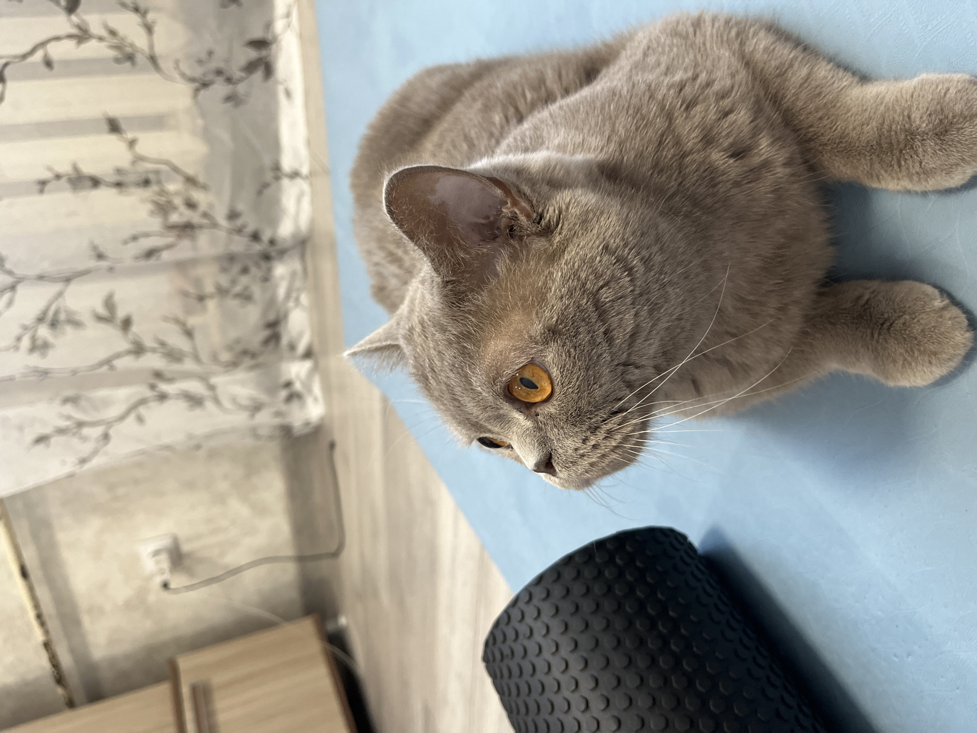 A light grey domestic short-haired cat with amber eyes is captured in an indoor setting, likely a home in Chaikovsky, Russia. The cat is lying on a light blue exercise mat, positioned diagonally across the frame. Its head is in the lower central part of the image, and it is looking intently downwards and slightly to the right, towards a black, textured foam roller that is partially visible in the foreground. The cat's expression appears curious and focused.
In the background, a window is visible, covered by a translucent white blind or curtain featuring a repeating dark floral or vine pattern. Below the window, on a light-colored wall, there is a white electrical outlet with a white power cable plugged into it, extending off-frame. Part of a light-colored wooden furniture piece is also visible in the bottom left corner. The scene is brightly lit, indicating it is daytime. There is no visible text in the image.