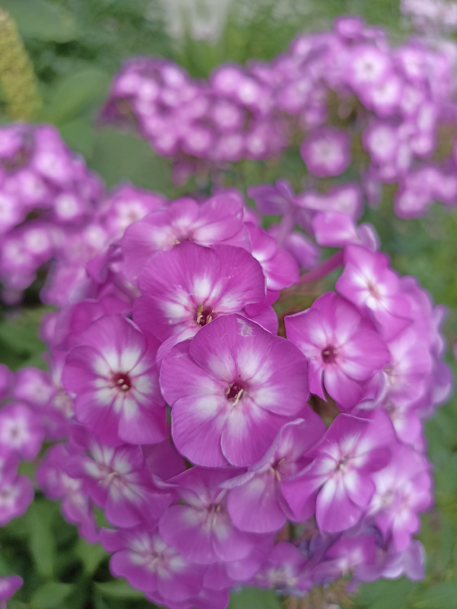 A close-up, slightly blurred photograph captures a cluster of vibrant pink phlox flowers with white centers, set against a soft-focus green background of foliage. The flowers are in full bloom, with multiple blossoms overlapping and creating a sense of depth. The lighting suggests a natural outdoor setting, likely during daylight hours. Without additional information, it is impossible to determine the specific location in Novosibirsk, Russia.