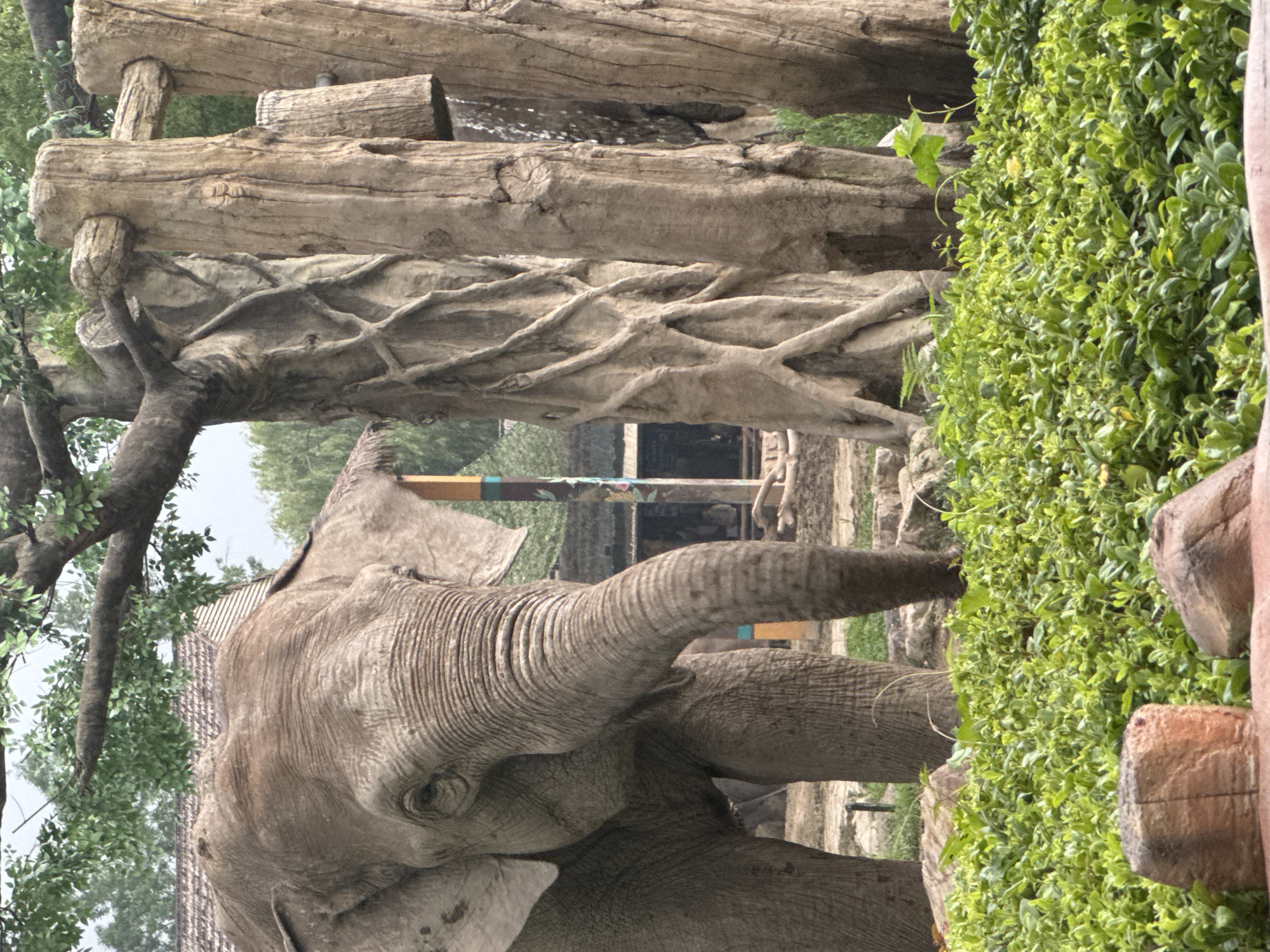 An elephant stands in an outdoor enclosure at the Shanghai Wild Animal Zoo in Pudong, China. The elephant, a large adult with visible wrinkles on its face and trunk, is positioned to the left of the frame, facing mostly towards the viewer. Its tusks are not visible. In the background, there are several large, artificial tree-like structures that appear to be made of concrete or a similar material, with a vine-like texture. Behind these structures, parts of a building with a thatched roof and colorful vertical stripes are visible, suggesting a constructed habitat. A dense area of green bushes and foliage is in the foreground, with a few large, reddish-brown rocks partially visible at the bottom of the frame. The overall lighting suggests an overcast day.