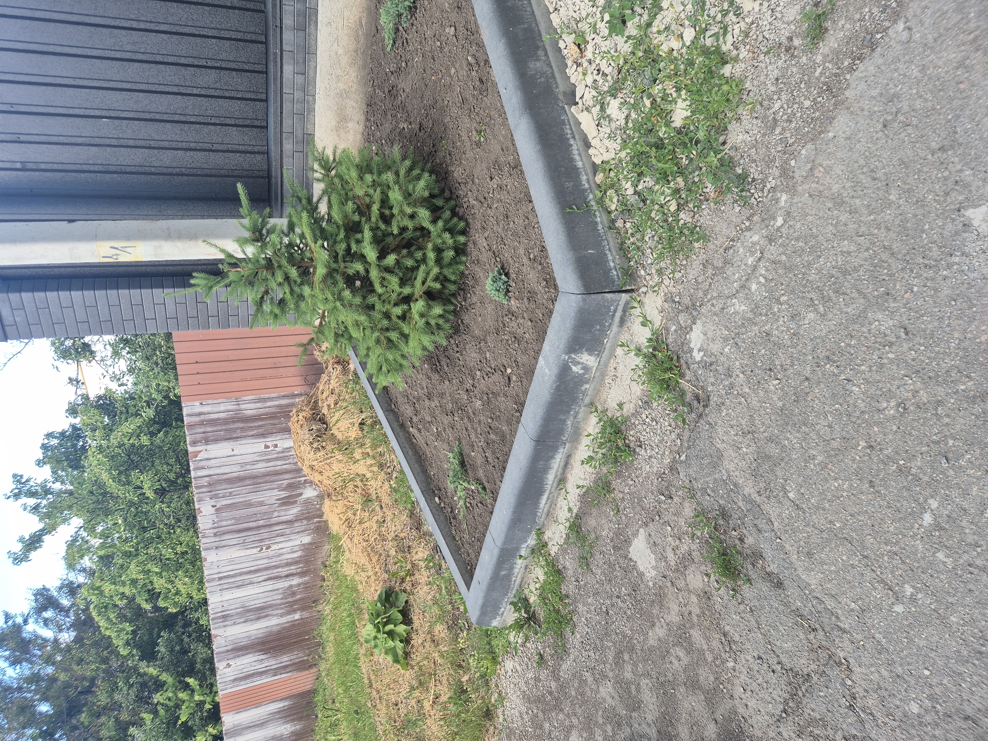In Sozonivka, Ukraine, a small evergreen tree is centrally located in a newly prepared garden bed. The garden bed is bordered by dark gray concrete curbing and filled with dark brown soil. The area surrounding the garden bed consists of a gravel and asphalt surface, with some sparse green vegetation growing in the cracks. In the background, a rusty corrugated metal fence runs horizontally, with lush green trees and a dark gray vertical fence to the right. A light-colored concrete pillar is also visible.
