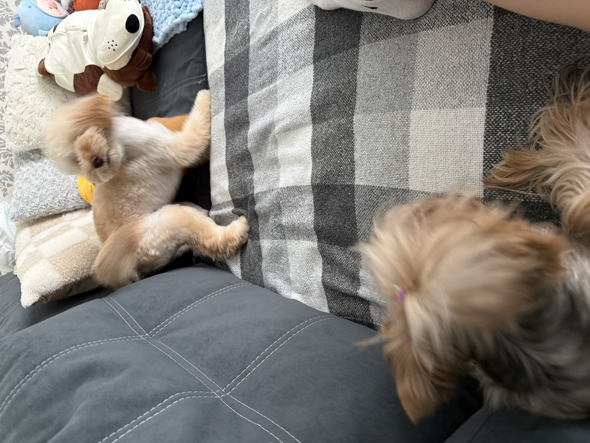 Two small dogs are on a couch. One dog, a poodle mix, is sitting upright on a checkered blanket. The other dog, a Yorkshire terrier, is in the foreground, out of focus, with its head turned away from the camera. Pillows and stuffed animals are visible on the couch behind the poodle mix. The image does not contain any information that would allow for its location to be identified in Bila Tserkva, Ukraine.