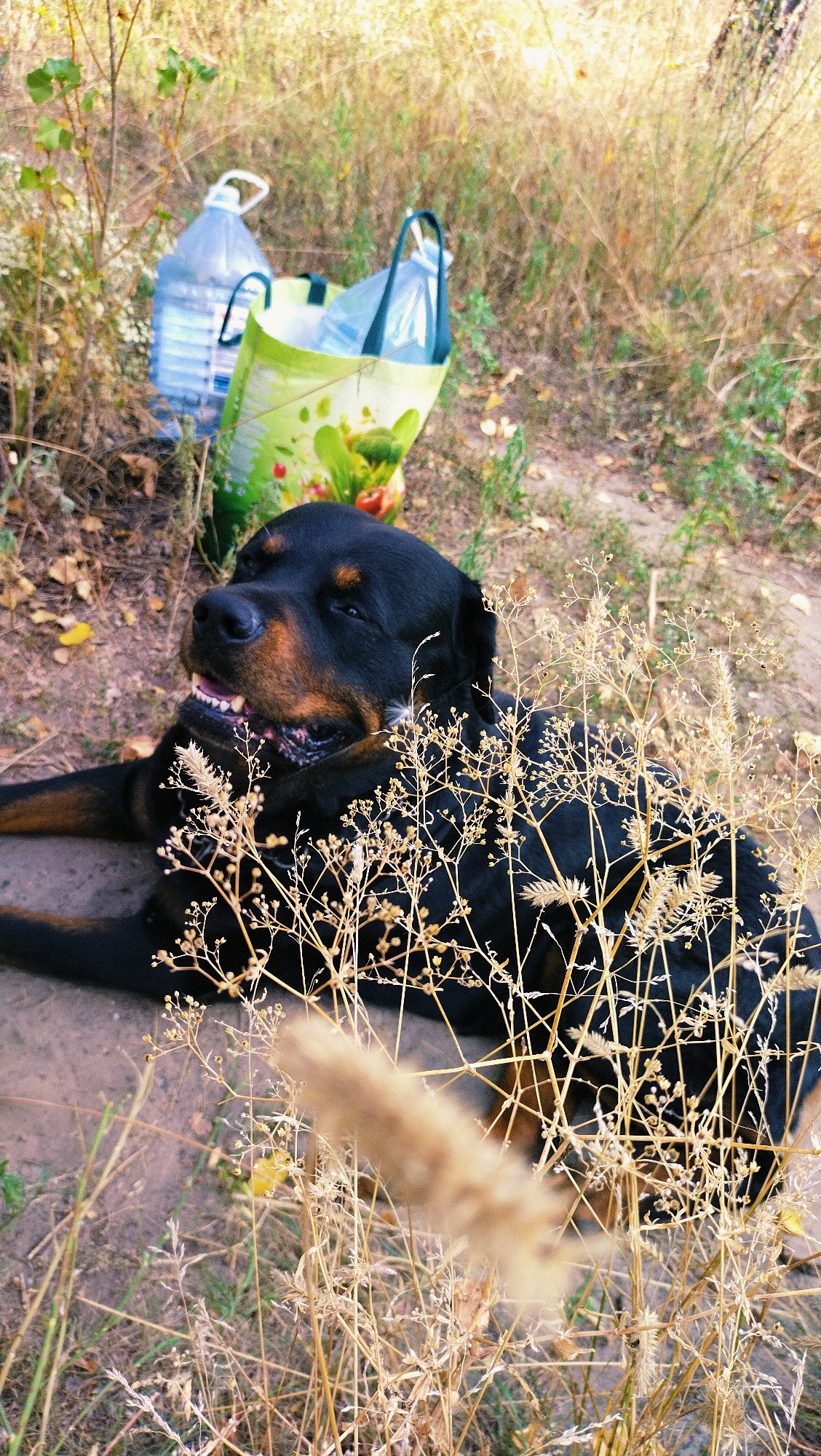 In the city of Horishni Plavni, Ukraine, a black Rottweiler lies on its back in dry grass, appearing to be exhausted or relaxed. The dog's tongue is out, and its mouth is slightly open, revealing its teeth. In the background, to the left, are two large plastic water bottles and a reusable grocery bag. The environment is outdoors, with dry vegetation and fallen leaves on the ground. The lighting suggests it is daytime.