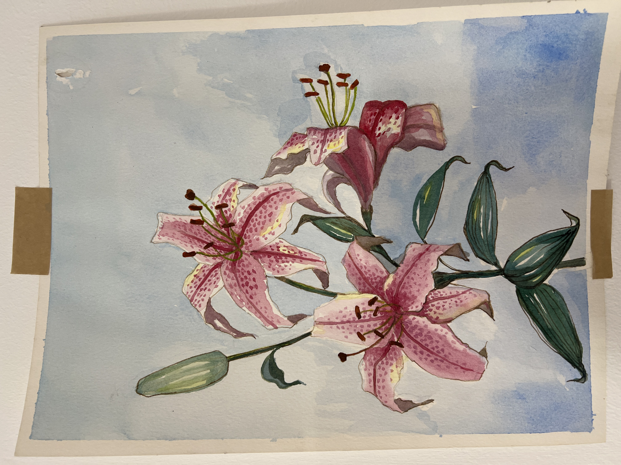 This is a watercolor painting of a cluster of pink and red lilies with green leaves and a bud, set against a light blue and white background. The painting is on a piece of white paper that is torn in the upper left corner and taped to a surface with brown tape on the left and right edges. The lilies are the central focus of the painting, with varying shades of pink, red, and white, dotted with brown spots. The leaves are long, thin, and green with darker green outlines and shading. The background is a soft, blended wash of light blue and white, with a slightly darker blue in the upper right corner. There is no indication of the location in Epsom and Ewell, United Kingdom or any people present.