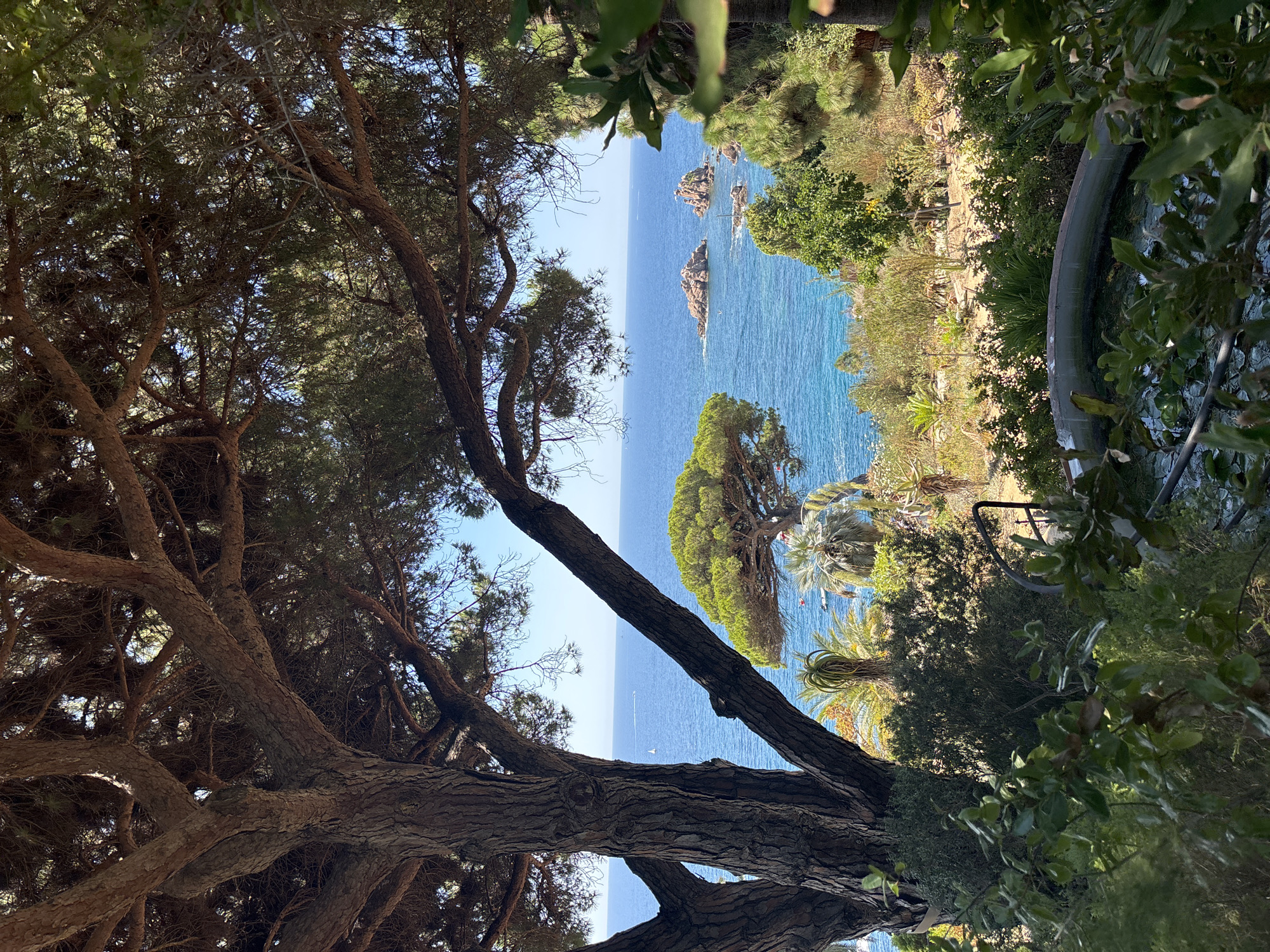 The image captures a scenic view of the Mediterranean Sea from a garden setting in Blanes, Spain. In the foreground, the gnarled branches of a large pine tree frame the scene. The tree has a thick, textured trunk and its branches spread outwards, partially obscuring the view of the sea and sky.
Beyond the tree, the azure blue sea stretches to the horizon under a clear, bright sky. Several rocky islets rise from the water, adding visual interest to the seascape. A few small boats are visible on the water in the distance, and a single white sailboat can be seen closer to the shore.
The mid-ground features a lush garden with a variety of plants, including palm trees and other Mediterranean flora. The vegetation is dense and verdant, creating a vibrant contrast with the blue of the sea. In the lower right corner, part of a curved concrete structure, possibly a fountain or water feature, is visible, with greenery growing around it. The overall impression is one of a tranquil, sun-drenched coastal landscape.