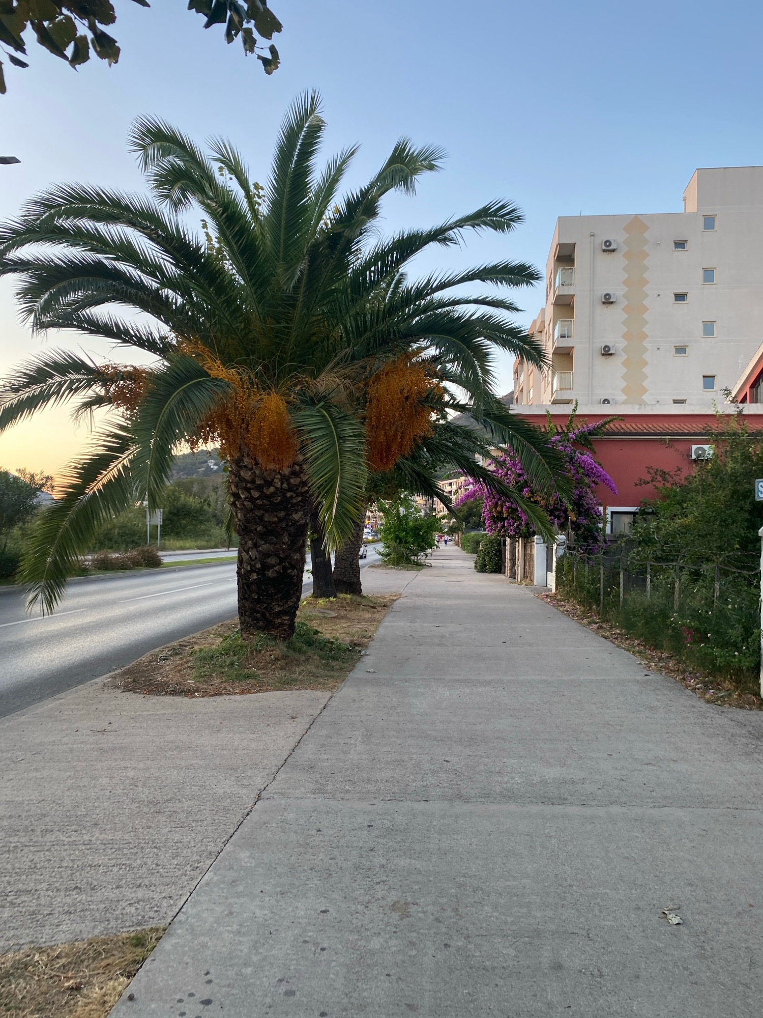 The image shows a sidewalk in Bar, Montenegro, lined with palm trees and flowering bushes. A road runs alongside the sidewalk, and a building with balconies and air conditioning units is visible in the background. The sky is clear and a light yellow from the sunset can be seen in the distance. The scene is tranquil, with no people or animals in sight. The sidewalk appears to be made of concrete, with some areas showing signs of wear and tear. The palm trees are tall and have large fronds, and some of them are bearing fruit. The flowering bushes are a vibrant pink and purple, and they add a touch of color to the scene. The building in the background is modern, with a white facade and balconies. The overall impression is one of a peaceful and picturesque urban setting.