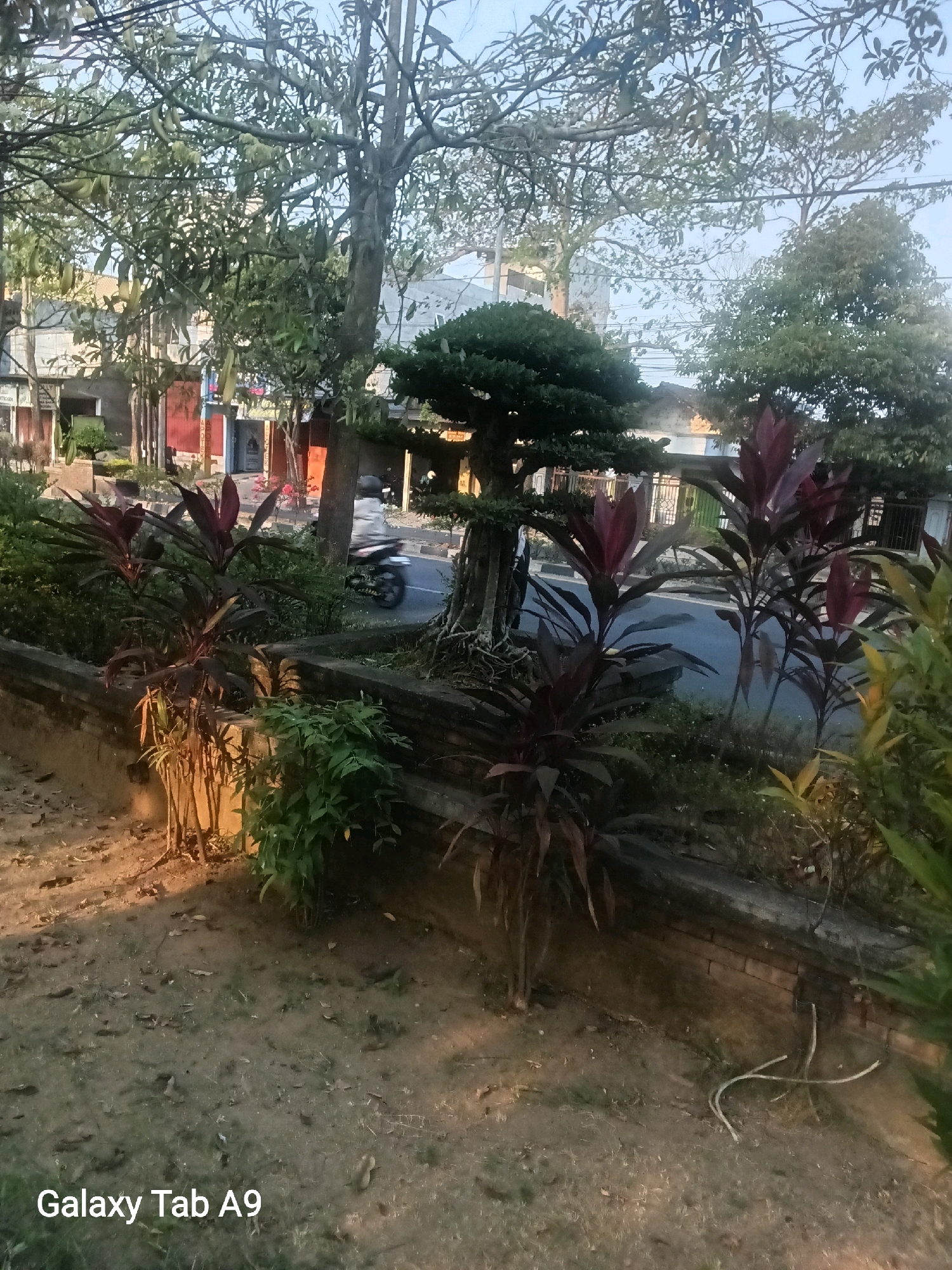 The image captures a street scene in Kelutan, Indonesia, bathed in the soft light of either dawn or dusk. In the foreground, a low, brick retaining wall supports a cluster of plants. Dominating the mid-ground is a mature, artfully pruned tree with exposed roots, its branches extending towards the street. To its left, a group of cordyline plants with deep red foliage adds a splash of color. A motorcycle with a rider wearing a white jacket is visible on the asphalt road, moving away from the viewer. In the background, residential buildings with visible windows and doors line the street, with power lines crisscrossing overhead. The ground in the foreground is covered in dry soil and fallen leaves, suggesting a well-trodden area. A small, green plant grows near the retaining wall on the right. The overall impression is one of a quiet, everyday street in a tropical or subtropical urban environment.