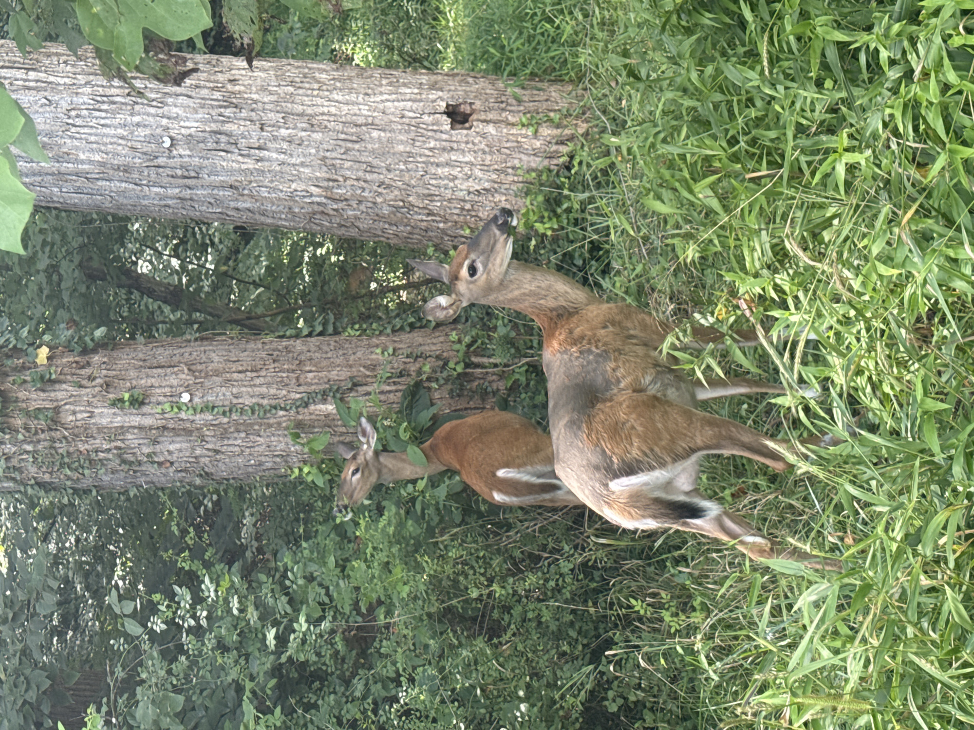Two deer are pictured in a wooded area with lush green foliage and two large trees. One deer is in the foreground, facing to the right and slightly away from the camera. It has brown fur with a gray wash on its back and a white tail. The other deer is in the background, facing left and looking upward. It is also brown with a white tail. The trees have rough bark and are partially covered in vines. The ground is covered with tall grass and other green plants. This scene is likely located in Oakton, Virginia, given the context provided.