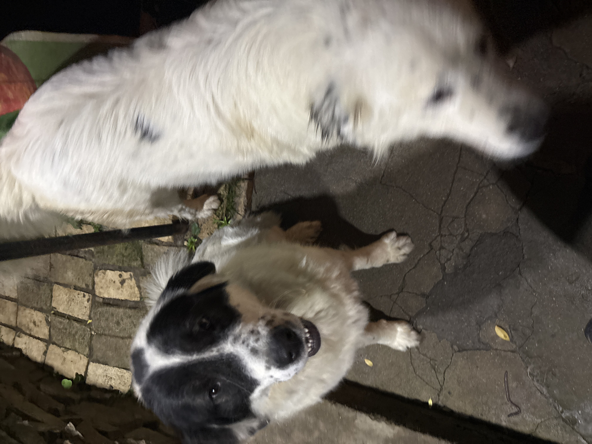 The media file captures two dogs in a dimly lit, outdoor setting, likely at night. The location is Yana, Bulgaria.
In the foreground, a black and white dog is positioned with its head tilted slightly upwards, looking directly towards the camera. This dog has a predominantly white body with distinct large black patches covering its head, including around its eyes and ears. Its mouth is slightly open, revealing small teeth, suggesting a happy or playful expression. Its front paws and a portion of its white-furred body are visible, resting on a dark, cracked ground surface.
Behind and above the black and white dog, a larger, mostly white dog is partially visible. This dog appears to have some faint black or grey spots on its white coat. It is blurred, indicating movement or a shallow depth of field, and its head is indistinct, pointing away from the foreground dog.
The ground beneath the dogs consists of mixed textures. Near the foreground dog, there are light-colored, rectangular paving stones or bricks. Further into the background and to the right, the ground transitions to a darker, uneven, and cracked asphalt or concrete surface. A few small, dry yellow leaves are scattered on this darker ground. A dark, horizontal bar, possibly a fence rail, is visible in the middle ground, separating the different ground textures. Some sparse greenery or plants are also visible along the edges of the paved area.
The overall lighting is low, suggesting nighttime, with artificial light sources illuminating the subjects and casting shadows. No clear, legible text is visible in the image; some very faint, worn markings appear on a brick but are too indistinct to decipher.