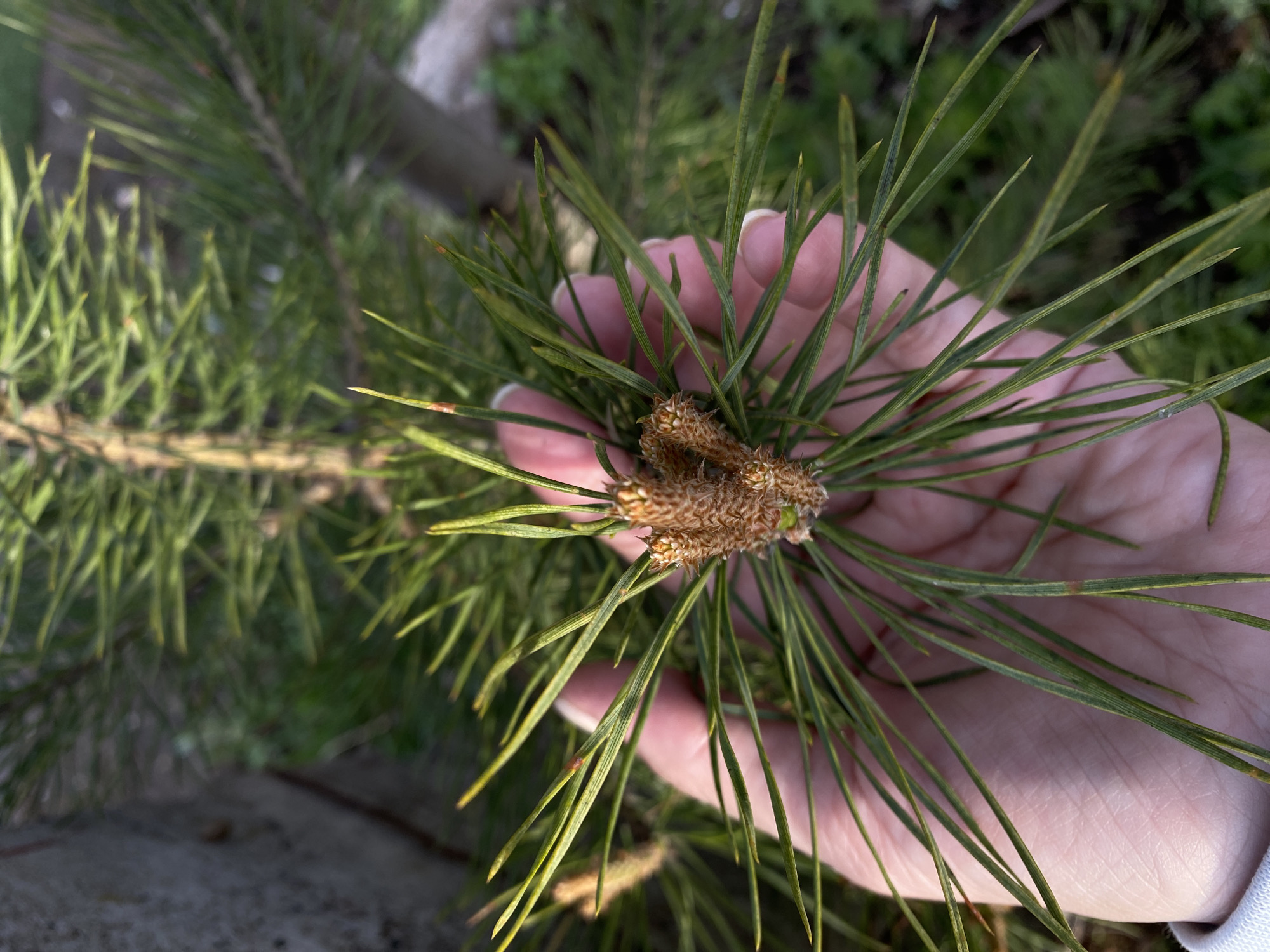 A person's hand is holding a cluster of green pine needles with small, brown pinecones at the base. The background includes additional pine branches and some ground cover. The location is Ol'khovskoye, Russia.