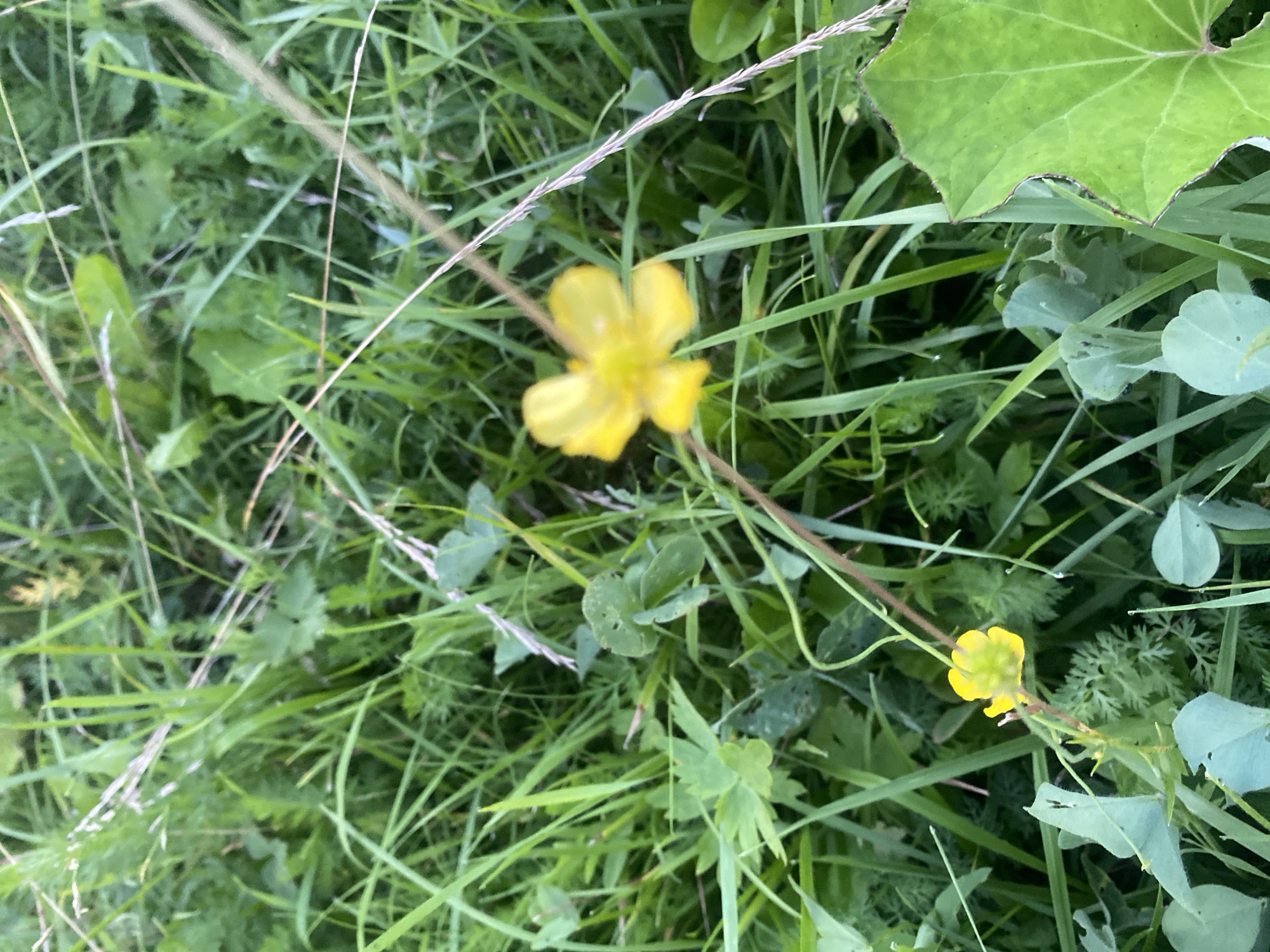 In Tolbazy, Russia, a close-up, high-angle shot reveals a patch of lush green grass and foliage. Two small yellow buttercup flowers are prominent. One, in the center-right, is larger and fully bloomed with five petals. The other, in the lower-left, is smaller and appears to be a bud or a less developed bloom. The overall impression is a natural outdoor setting, likely a field or meadow, with a focus on the delicate wildflowers amidst the abundant greenery.