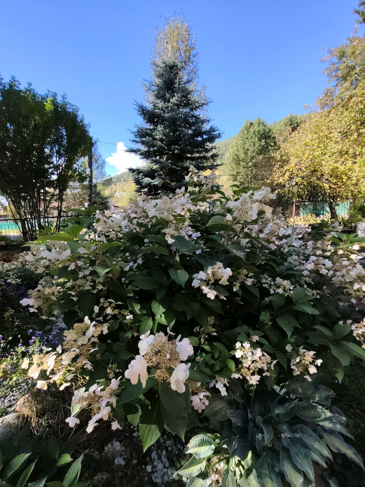 A full shot captures a vibrant outdoor scene, likely in Listvyanka, Russia, under a clear blue sky. In the foreground, a large, lush bush with abundant white flowers dominates the frame. The flowers are clustered in cone-shaped panicles, with some appearing fresh and white, while others have begun to dry and turn a pale tan. Dark green leaves provide a dense backdrop to the blooms.
Behind the flowering bush, a tall, slender evergreen tree stands prominently. Further back, a variety of deciduous trees with yellow and green foliage suggest an autumn setting. The background reveals a gentle slope covered in trees, with hints of buildings and a fence line visible. Sunlight illuminates the scene, casting shadows and highlighting the textures of the plants and trees. The overall impression is one of a well-maintained garden or natural landscape.