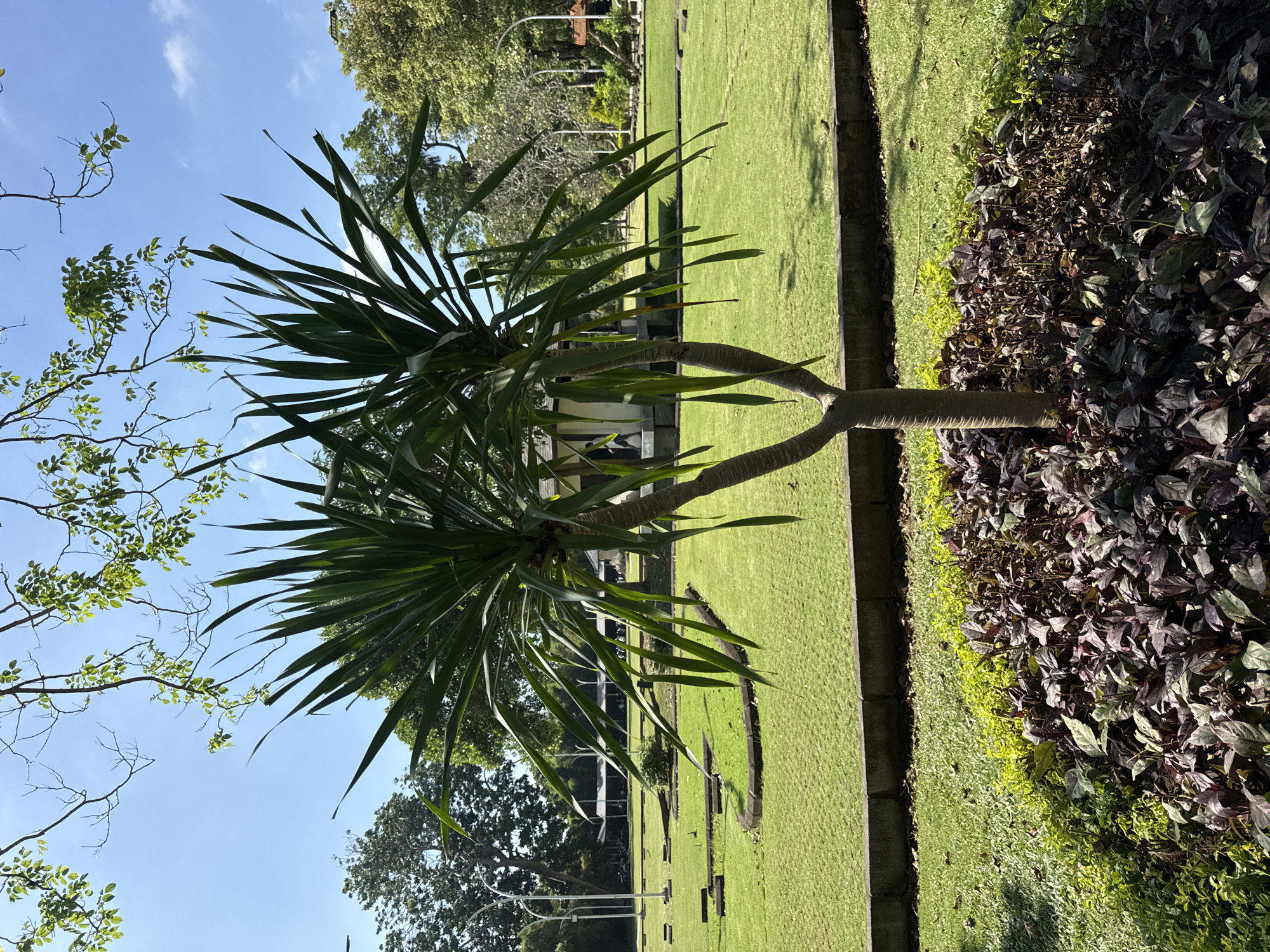 The image depicts a landscape in Kuta Selatan, Indonesia. A Y-shaped tree with palm-like leaves is centered in the foreground. The tree trunk is light grey, and the leaves are a vibrant green. The tree casts a distinct shadow on the manicured lawn behind it. The lawn is bordered by a narrow concrete edge. To the right of the concrete edge is a dense planting of dark purple foliage. The background features a flat, grassy area with dark, rectangular shapes embedded in the grass, possibly graves or markers. A few larger trees are visible in the background, along with a glimpse of a building in the distance. The sky is blue with scattered clouds. The overall impression is a well-maintained park or garden setting.