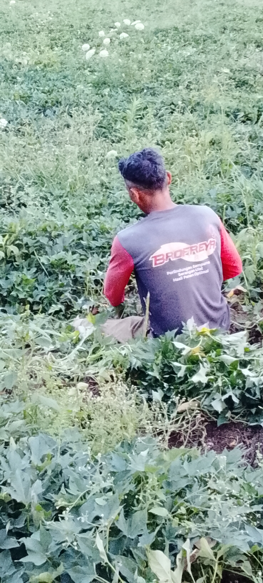 A person is sitting in a field of green crops, facing away from the camera. They are wearing a dark gray t-shirt with red sleeves, and a logo that reads "BROFREYA" is visible on the back of the shirt, along with some text underneath. The field appears to be agricultural land, possibly with some white flowers scattered throughout. The person is partially obscured by the crops. The scene is set in a natural environment. The image does not provide specific details to determine the location within the city of Padang Dalom, Indonesia.