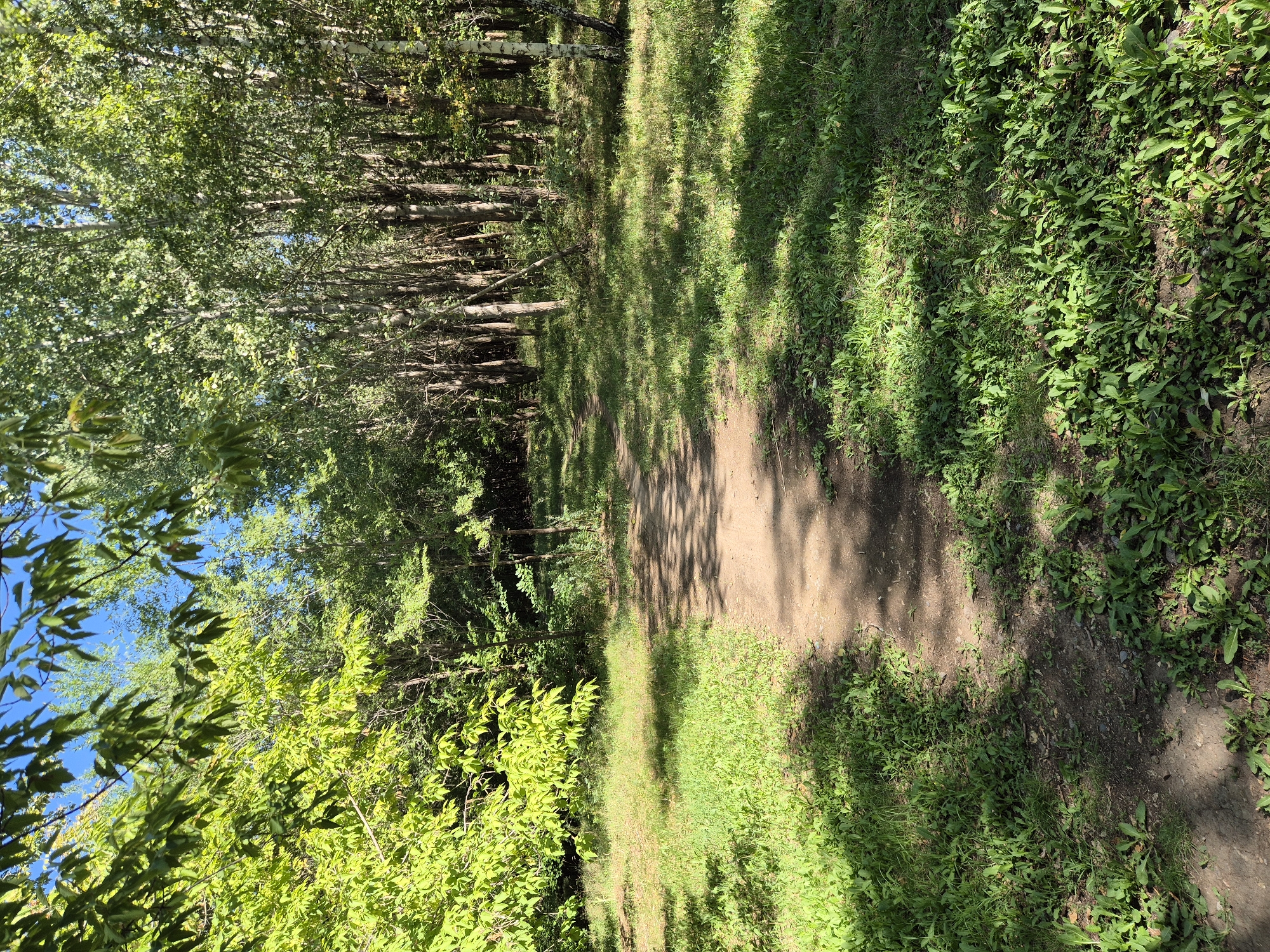 A dirt path winds through a sun-dappled forest, leading the viewer deeper into a dense thicket of trees. The foliage is lush and green, with sunlight filtering through the leaves, creating a mosaic of light and shadow on the ground. The path appears well-trodden, suggesting it is a popular route. The scene evokes a sense of tranquility and natural beauty, a peaceful escape from the urban bustle. Based on the foliage and the quality of light, this scene is likely captured during the warmer months. The environment suggests a temperate climate, potentially a park or a nature reserve within or on the outskirts of Astana, Kazakhstan. There are no people or animals visible in the image. The path is made of packed earth and is about two meters wide at its broadest point. The trees are a mix of deciduous and possibly some birch trees, judging by the white bark visible on some of the trunks. The undergrowth consists of grass and various smaller plants. The sky is a clear blue, visible in patches through the canopy.