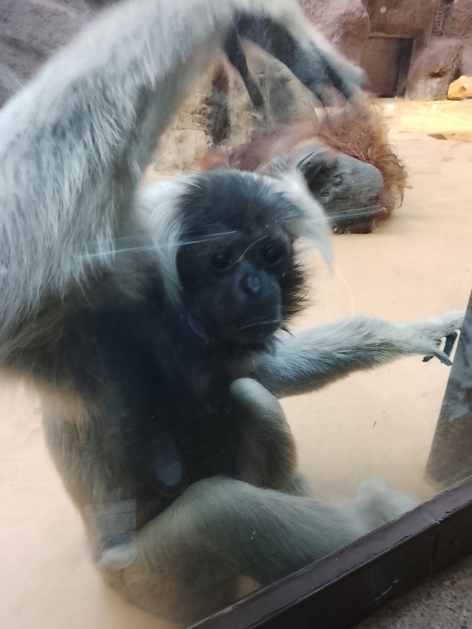 A white gibbon sits in an enclosure at the Izhevsk Zoo in Izhevsk, Russia. The gibbon is predominantly white with a dark face and chest. It sits near the glass enclosure wall, with its right arm and hand grasping the side. An orangutan lies on its back in the background.