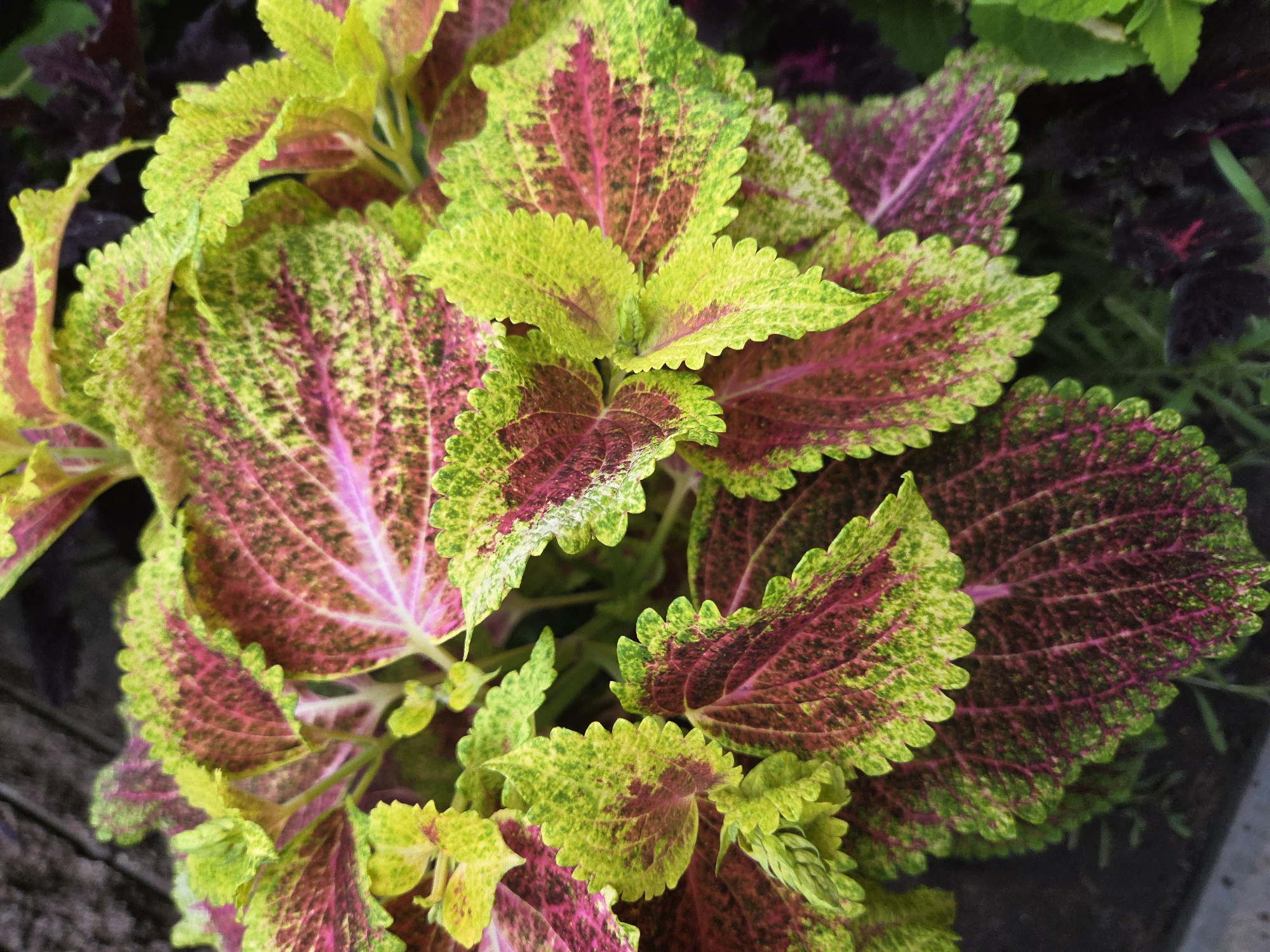 This is a close-up, overhead shot of vibrant coleus leaves. The leaves exhibit a striking coloration, with a lime green border that transitions into a deep magenta or burgundy center, often speckled with lighter green or yellow. The leaf edges are serrated, creating a ruffled appearance. Some younger leaves in the upper left corner are a brighter, more uniform yellow-green and appear slightly curled. The background is dark and out of focus, with hints of other darker foliage. There is no indication of the city of Ulyanovsk, Russia, or any people or actions within the image.