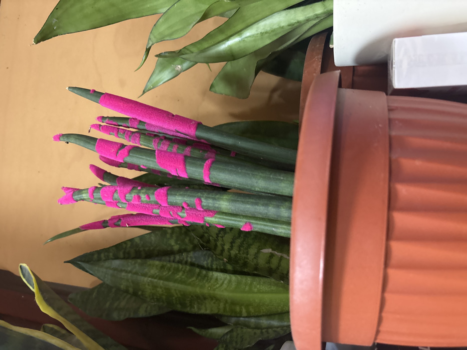 The image displays an indoor arrangement of potted Sansevieria plants against a plain, light orange background. In the foreground, a ribbed terracotta-colored plastic pot contains multiple upright, cylindrical Sansevieria cylindrica stems. These stems are primarily dark green, but their tips and various splotches along their length are coated with a textured, fuzzy, vibrant hot pink substance. To the immediate left and slightly behind this central plant, several broad, upright leaves of another Sansevieria species, possibly Sansevieria trifasciata, are visible, characterized by dark green coloration and a yellow margin on one prominent leaf. To the right of the pink-coated plant, additional green Sansevieria leaves are present, partially obscured. A small portion of a white cylindrical pot and a white rectangular object are visible in the lower right corner. No individuals, actions, or interactions are present. The image provides no visual information to determine its specific location within the city of Brest, Bulgaria.