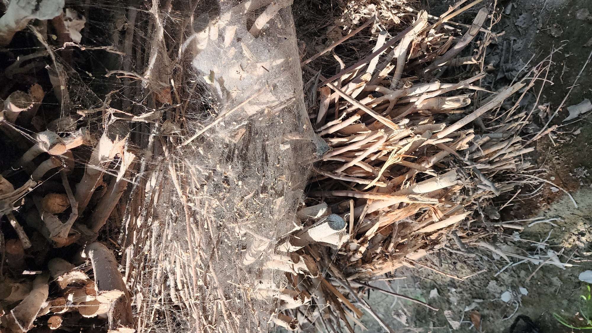 A close-up, low-angle, vertical shot captures a pile of dry, cut branches and twigs, possibly firewood, heavily draped with numerous spiderwebs. The natural light casts shadows and highlights, emphasizing the textures of the wood and the delicate strands of the webs. The branches are of varying thickness and lengths, some appearing split or weathered. The ground beneath the pile is visible, composed of soil and some fallen leaves. The scene is set outdoors, with no discernible man-made structures or clear geographic markers to indicate a specific location within a city or otherwise. The overall impression is one of an undisturbed, natural environment with signs of decay and the presence of arachnids.