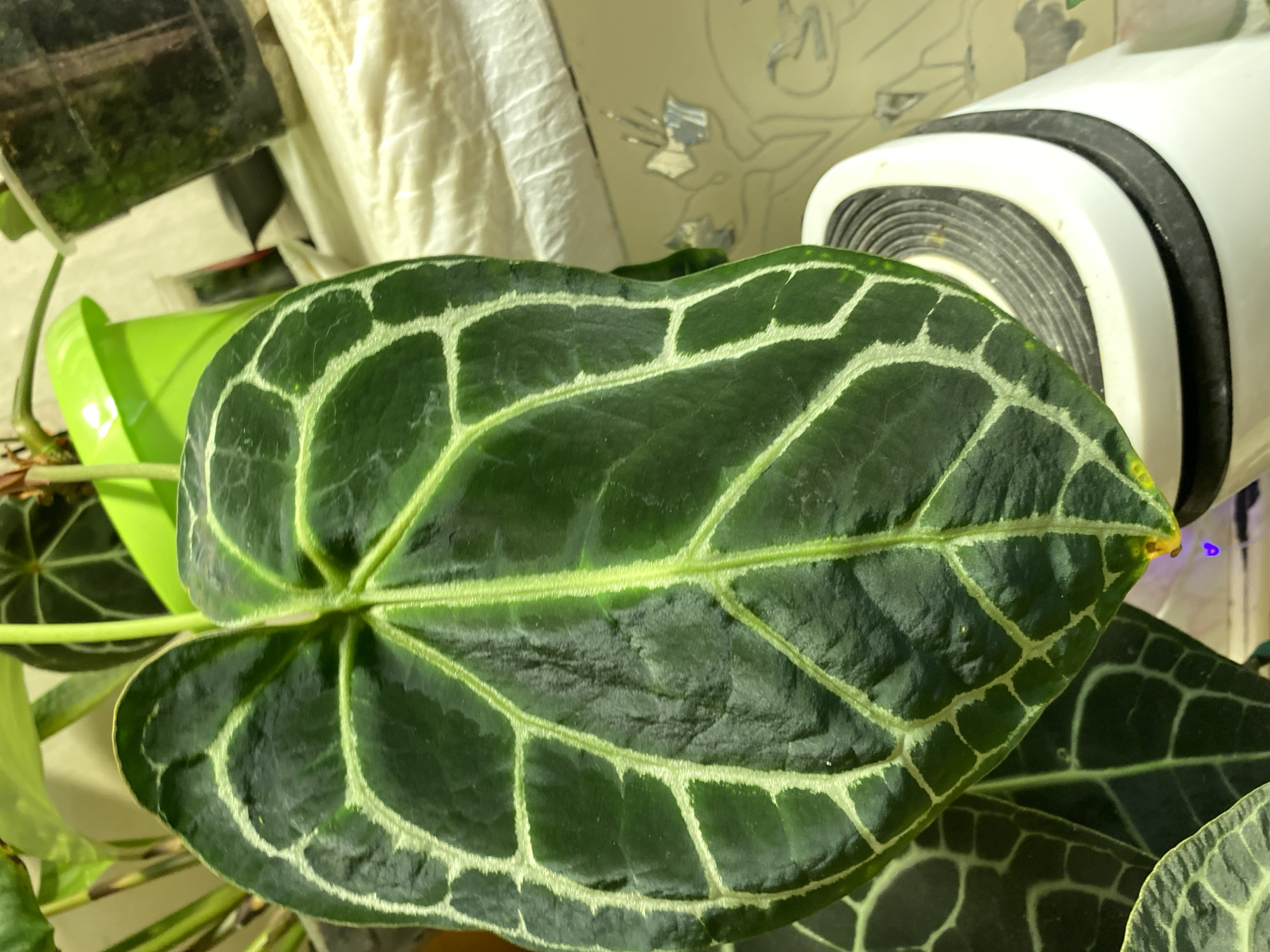 This media file is a close-up, eye-level shot of a large, dark green leaf with striking, pale green veining. The leaf dominates the foreground and fills most of the frame. It has a heart-like shape, with prominent, raised veins forming a net-like pattern across its surface. The texture appears slightly leathery and somewhat crinkled in places.
Behind the leaf, the background is softly blurred, suggesting an indoor setting. To the left, a bright lime green pot is partially visible, containing the plant. Above and to the left of the leaf, a dark object with a reflective surface, possibly a terrarium or a clear container, is visible. To the right of the leaf, a white object with black ribbed detailing, which appears to be some kind of electronic device or appliance, is prominent. In the far background, there is a wall with a light-colored texture and some faint, abstract line drawings. A small, blue light source is also visible near the edge of the white object on the right.
No people are visible, and no specific activity or event is taking place. The lighting suggests it is daytime, but the indoor setting makes it difficult to determine the time of day or weather conditions outside. Location cues are limited to the presence of houseplants and what appears to be household items. No text is visible in the image. The overall impression is one of a detailed botanical study, focusing on the intricate patterns of the plant's foliage.