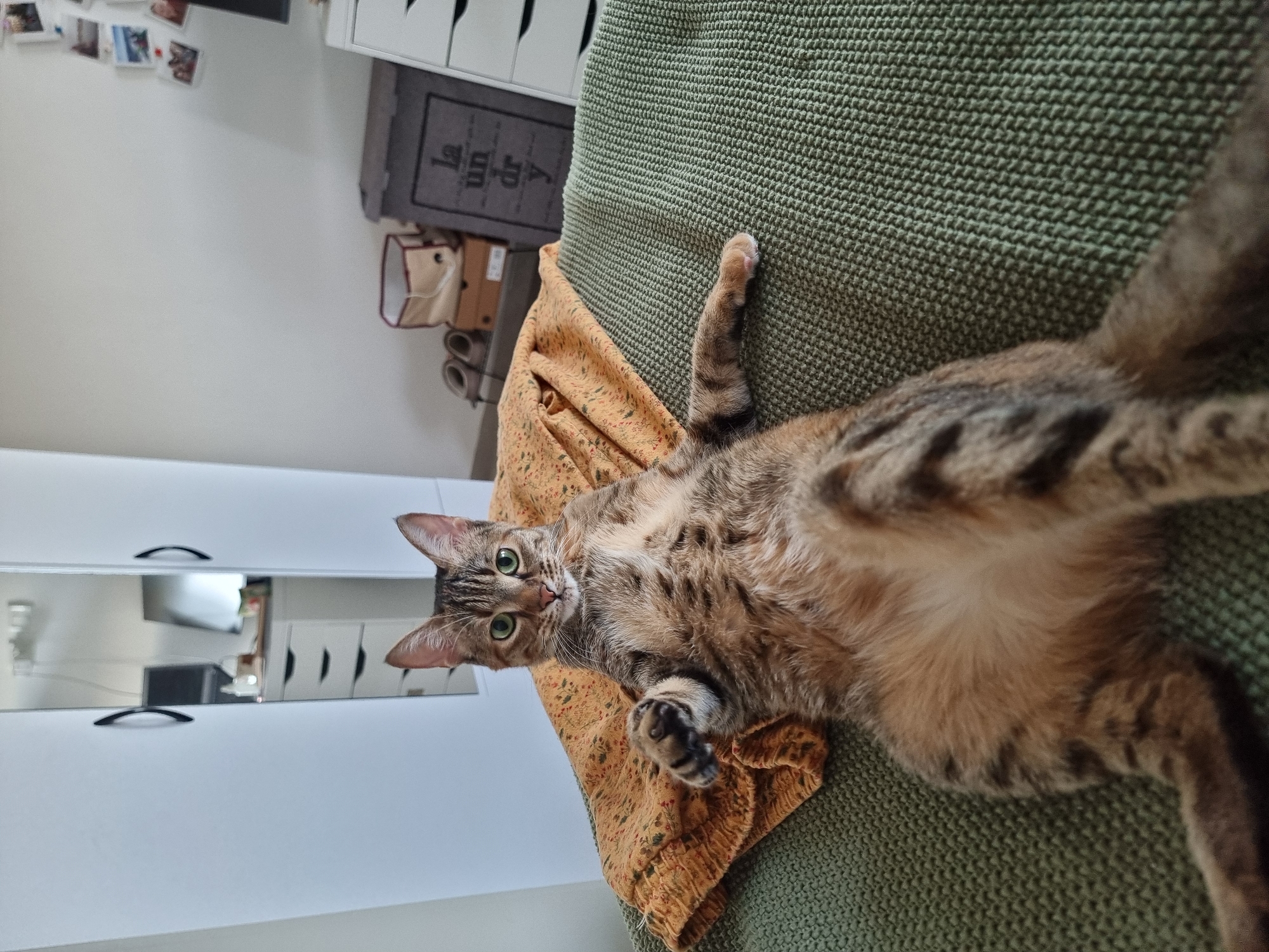A tabby cat lies on its back on a green knitted blanket. The cat is positioned in the center of the frame, with its head turned towards the viewer. Its front paws are raised and slightly spread. The cat's belly is exposed, showing its fur. Behind the cat, on the left side of the image, is a white closet with mirrored doors, reflecting a room that appears to be an office with a computer setup. To the right of the cat, part of a yellow patterned blanket is visible. In the background, on a shelf, are several storage boxes, a pair of shoes, and a decorative box with the words "la un dr y" printed on it. A white dresser with drawers is also visible on the far right. The overall environment suggests a domestic indoor setting, possibly a bedroom or living area. The image appears to have been taken in Ramat Gan, Israel.