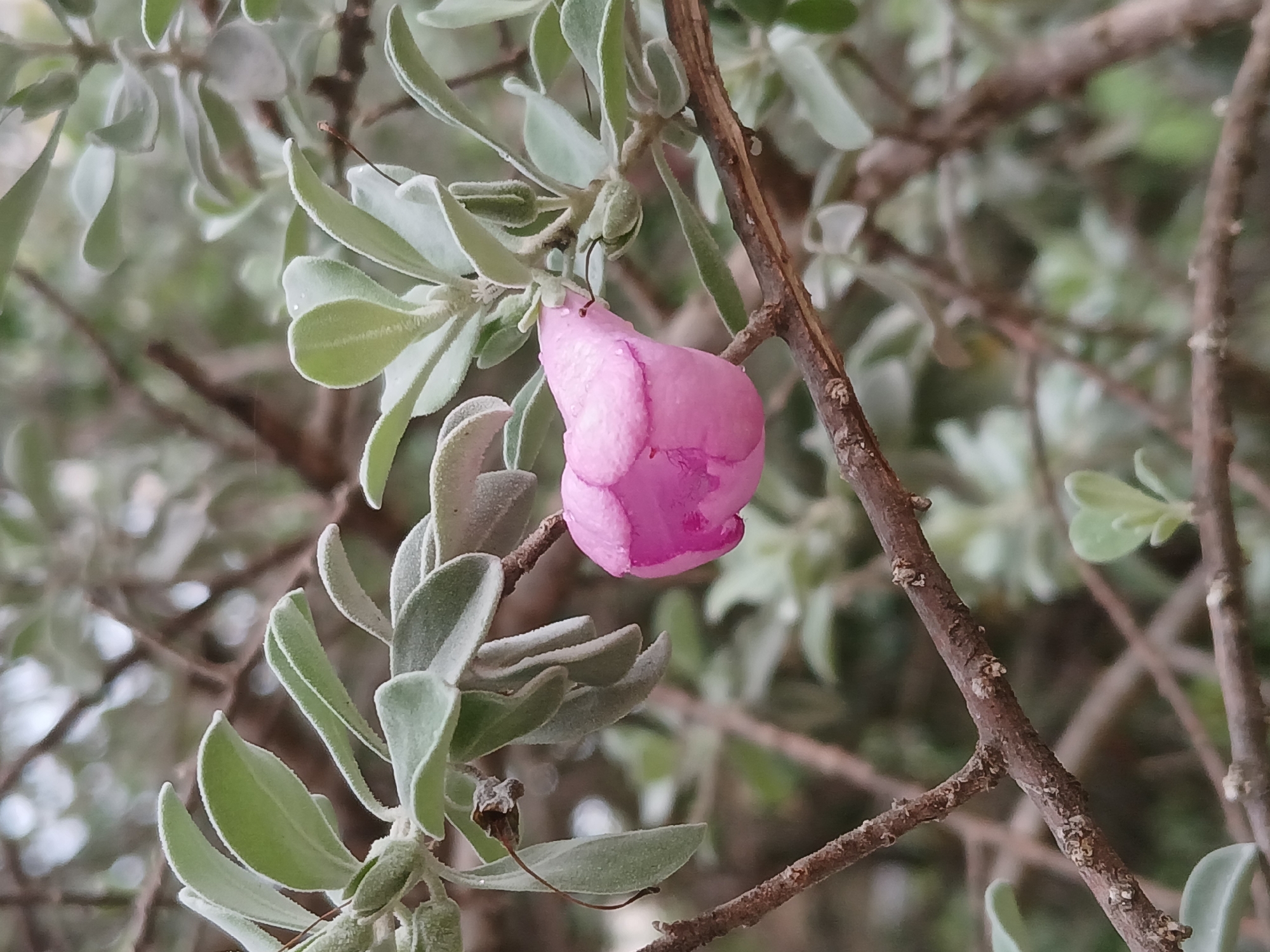 The image displays a close-up, shallow-depth-of-field view of a plant located in Ciudad Guayana, Venezuela. A prominent, solitary, unopened flower bud, vibrant pink with a subtle textured surface, is positioned on a brown woody branch in the central-right portion of the frame. Minute water droplets are visible on the surface of the pink bud and several leaves, indicating recent moisture. The plant features numerous ovate leaves, characterized by a distinct silvery-green to sage-green coloration due to a fine, dense pubescence covering their surfaces. These leaves are arranged along rough, reddish-brown branches that traverse the image. The background is heavily blurred, presenting an indistinct medley of further foliage and branches, consistent with an outdoor natural environment. No people, animals, or man-made objects are discernible within the frame.