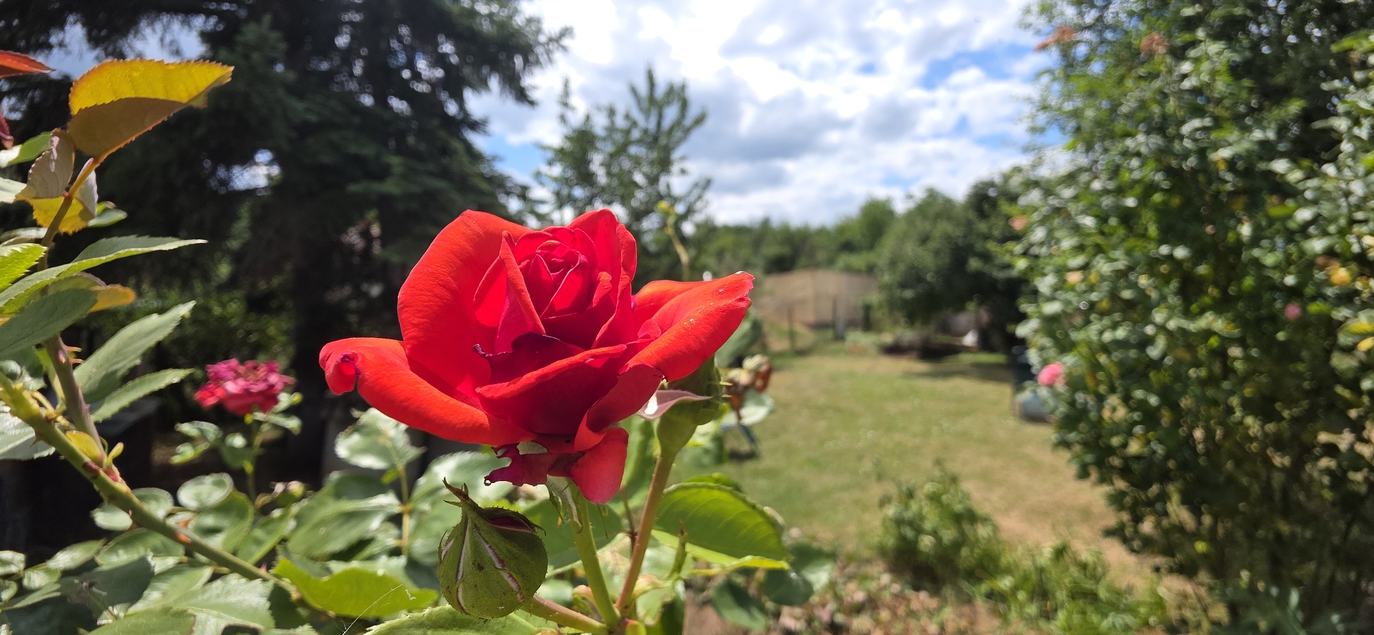 In Izvor, Bulgaria, a vibrant red rose blooms prominently in the foreground, its petals unfurling against a backdrop of lush greenery. Behind the rose, a garden scene unfolds with trees, a grassy lawn, and a wooden fence. The sky above is a canvas of blue dotted with white clouds, suggesting a pleasant, sunny day. A bud on the rose bush hints at future blooms. The image captures a peaceful moment in a garden, where nature's beauty takes center stage.