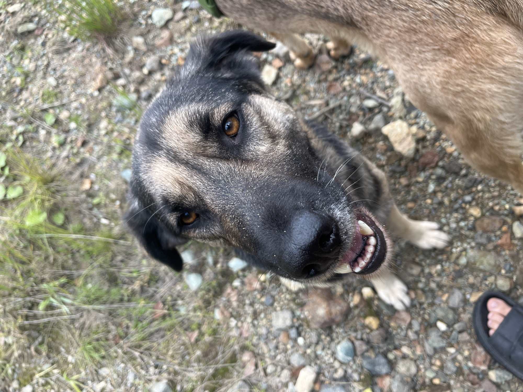 The image is a close-up, high-angle shot of a dog looking up towards the camera. The dog has dark fur around its eyes and ears, with lighter brown and grey fur on its face and body. Its mouth is slightly open, revealing its teeth. The dog is on a ground covered with small rocks and some dry grass and vegetation. In the foreground, a human foot wearing a black sandal is visible. The background is blurred, suggesting an outdoor environment. There is no indication of the city of Nizhny Tagil, Russia, in the image or its metadata.