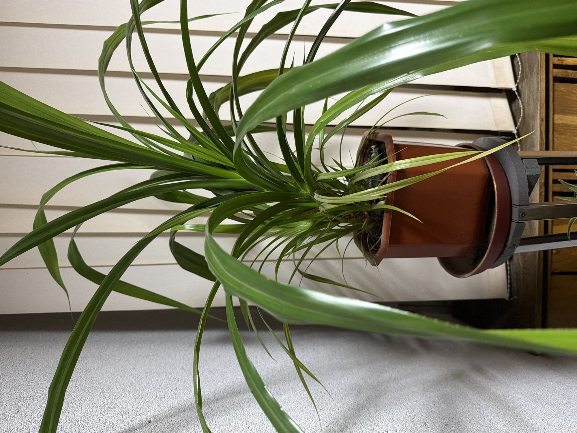 The image captures a vibrant green potted plant, likely a spider plant, in an indoor setting. The plant, with its numerous long, slender, arching leaves, is contained within a terracotta-colored plastic pot. This pot is securely held by a dark gray or black metal bracket positioned on the right side of the frame. The lush green foliage extends primarily towards the left and downwards, with some leaves exhibiting a gentle curl or wave.
In the background, white horizontal Venetian blinds are visible, indicating the plant is situated near a window. A light-colored, possibly speckled gray, surface is seen below the plant, suggesting a shelf, countertop, or floor. To the far right, a small portion of wooden furniture or paneling is visible.
No people are present in the image, and no specific activity is taking place. The scene is static, focusing on the plant's natural form and healthy appearance. The lighting suggests an indoor environment during the day, but specific time or weather details are not discernible. There is no visible text within the frame.