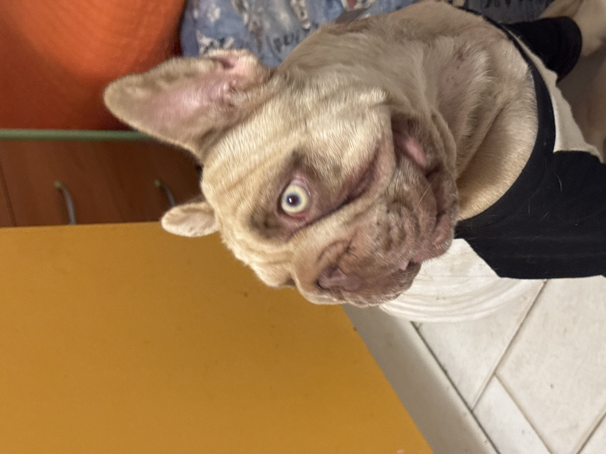 A light brown French bulldog with its mouth slightly open and its tongue sticking out is shown from the side, facing left. The dog is wearing a black shirt. The dog's left eye is visible and appears to be a pale blue with a darker ring around the pupil. The background features a bright orange wall on the left, a tiled floor with diagonal grout lines, and a blurry blue and white patterned surface on the right. This scene is located in San Benedetto del Tronto, Italy.