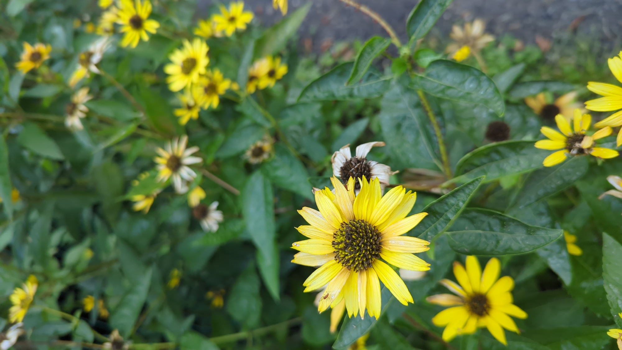 A close-up, eye-level shot captures a patch of yellow flowers, likely Black-eyed Susans, in bloom. The flowers are in various stages of development, with some in full bloom and others faded or wilting. The vibrant yellow petals contrast with the dark brown centers of the blossoms and the lush green foliage that surrounds them. The background is a soft blur of more greenery and a hint of asphalt, suggesting an outdoor setting such as a garden, park, or roadside in Montreal, Canada. A small insect is visible on one of the petals of the main flower in the foreground. The lighting appears to be natural daylight, creating a soft illumination of the scene. There are no people present in the image.