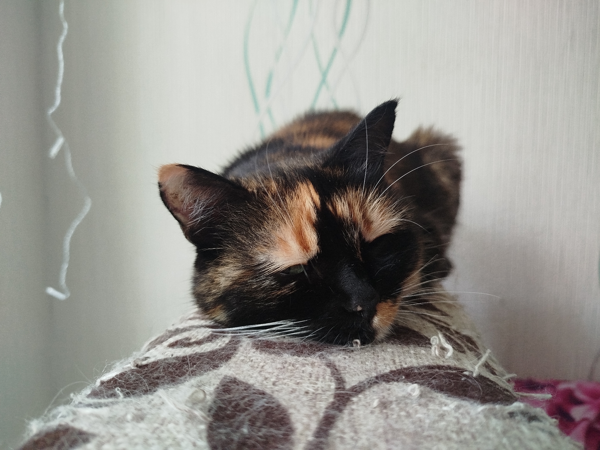 A close-up, eye-level, medium shot shows a tortoiseshell cat sleeping on a soft, patterned blanket. The cat's head is resting on its paws, with its eyes closed. The blanket is light brown with a darker brown patterned design. The background is a light-colored wall with a subtle textured pattern and some faint, thin, teal lines. The lighting is soft and diffused, suggesting an indoor setting.