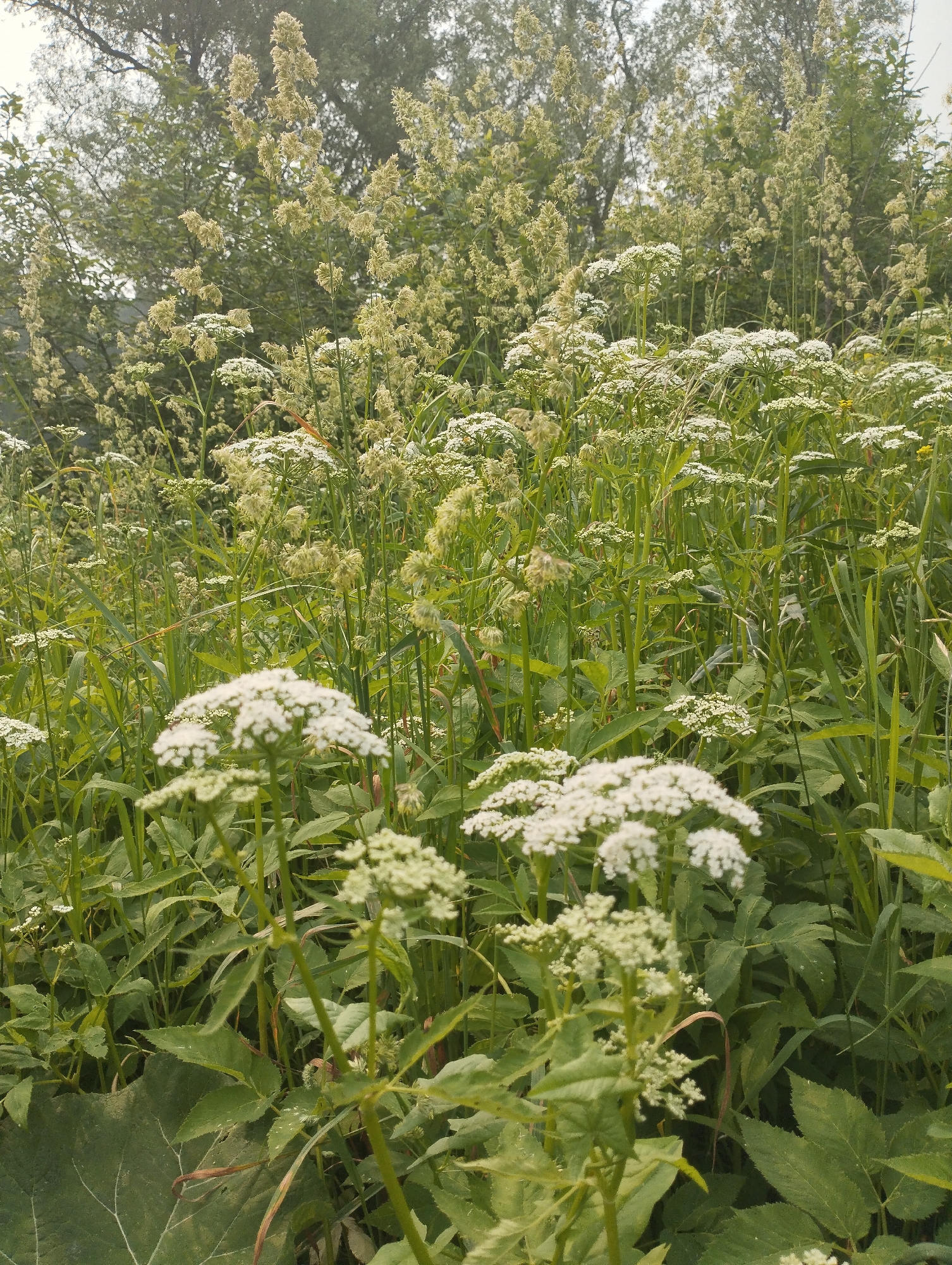 This is a medium-shot, eye-level photograph of a dense field of wild vegetation, primarily consisting of tall grasses and clusters of small white flowers. The overall impression is one of an overgrown natural area, likely a meadow or roadside verge. In the foreground, large, dark green leaves are visible, with a prominent white vein pattern on one. Several stalks of white flowers, appearing in umbel-shaped clusters, are scattered throughout the image. Interspersed are taller, feathery seed heads of grasses, predominantly a light green or yellowish hue. The background is a dense wall of green foliage, with the faint shapes of trees visible against a hazy, overcast sky. There are no people or man-made objects in the frame. The scene is devoid of any specific details that would indicate a particular location within the city of Kubovaya, Russia, beyond being a natural, vegetated outdoor space.